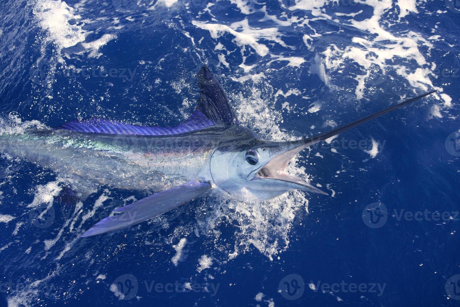 Black marlin sailfish, billfish or Swordfish Xiphias gladius. Ocean nature photography photo