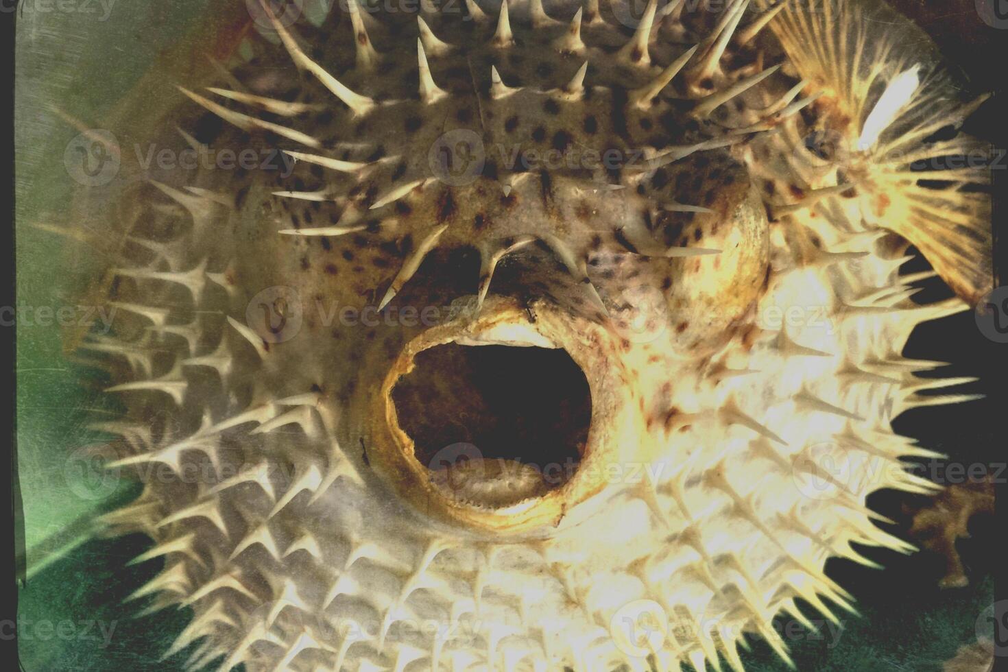 Inflated puffer fish, Porcupine fish like a balloon. Scared pufferfish closeup. Underwater photography photo