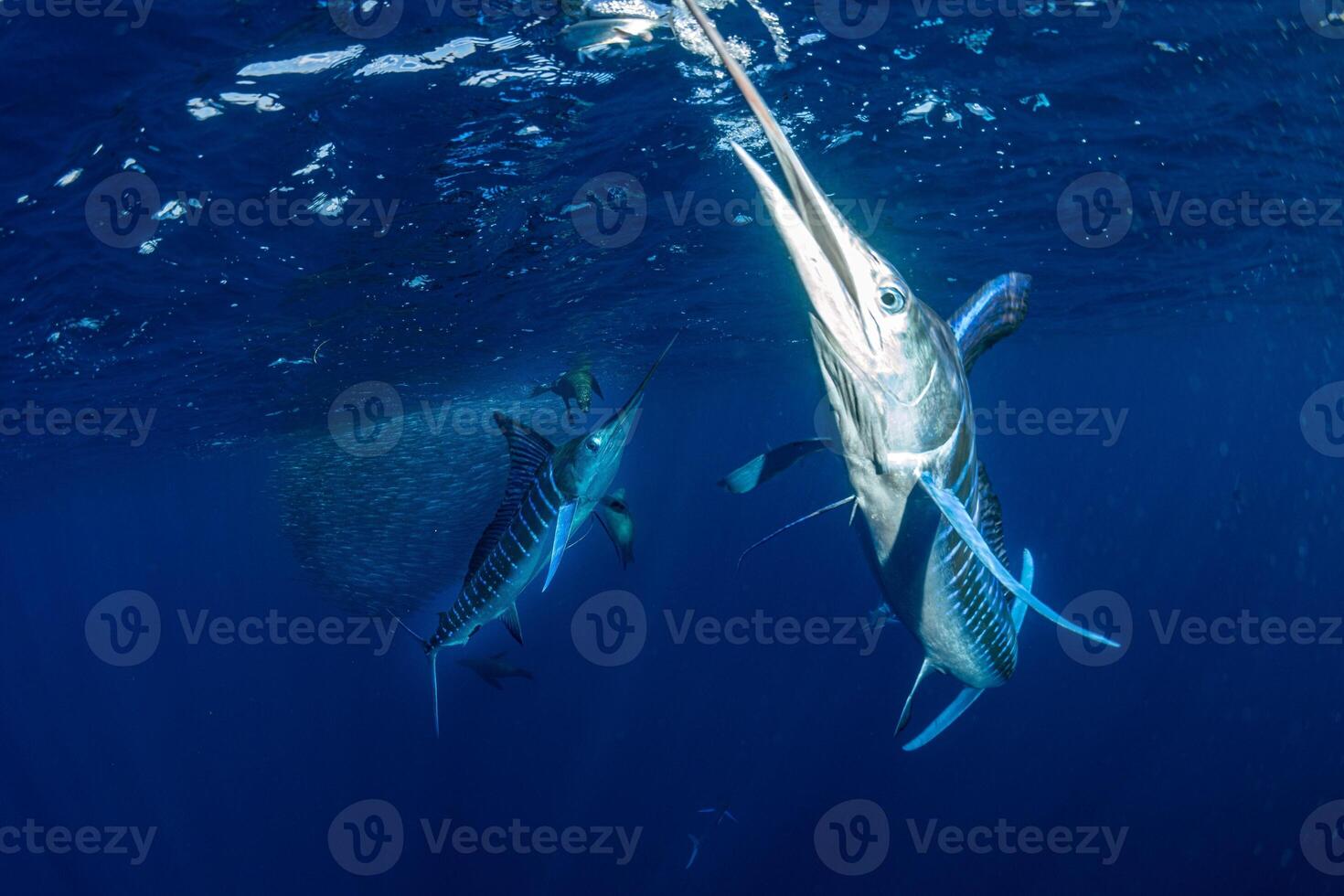 Black marlin sailfish, billfish or Swordfish Xiphias gladius. Ocean nature photography photo