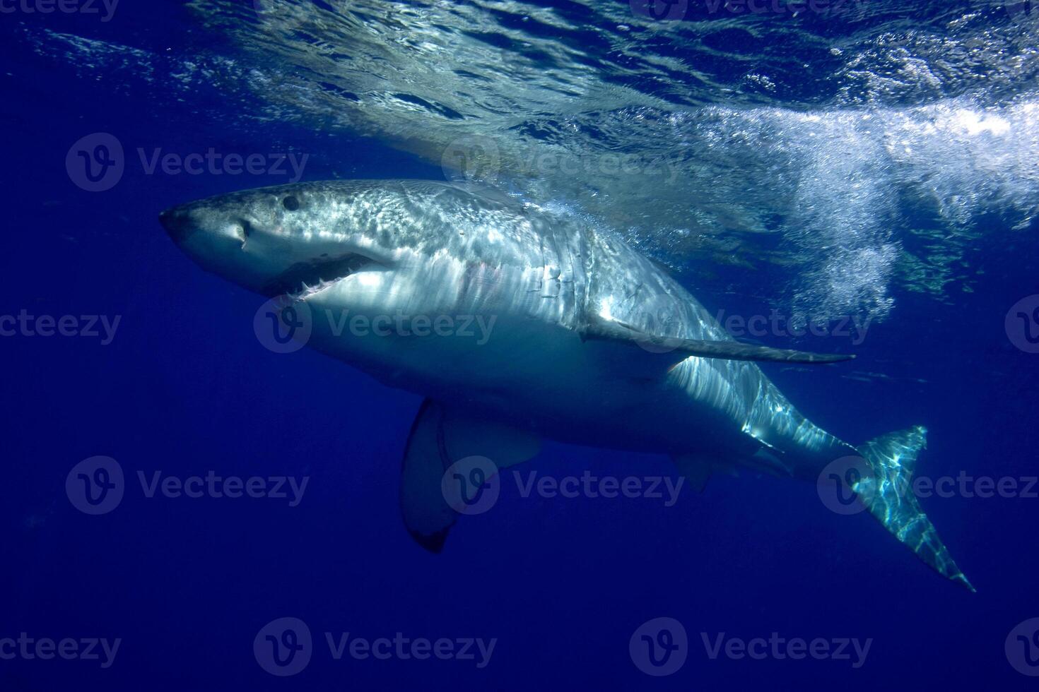 great white shark dangerous attacking risk concept, underwater creature photo
