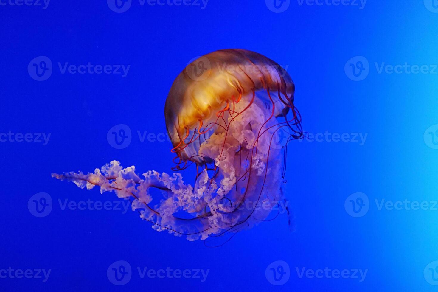 jellyfish with tentacles swimming in the water with a dark blue background, underwater creature photo