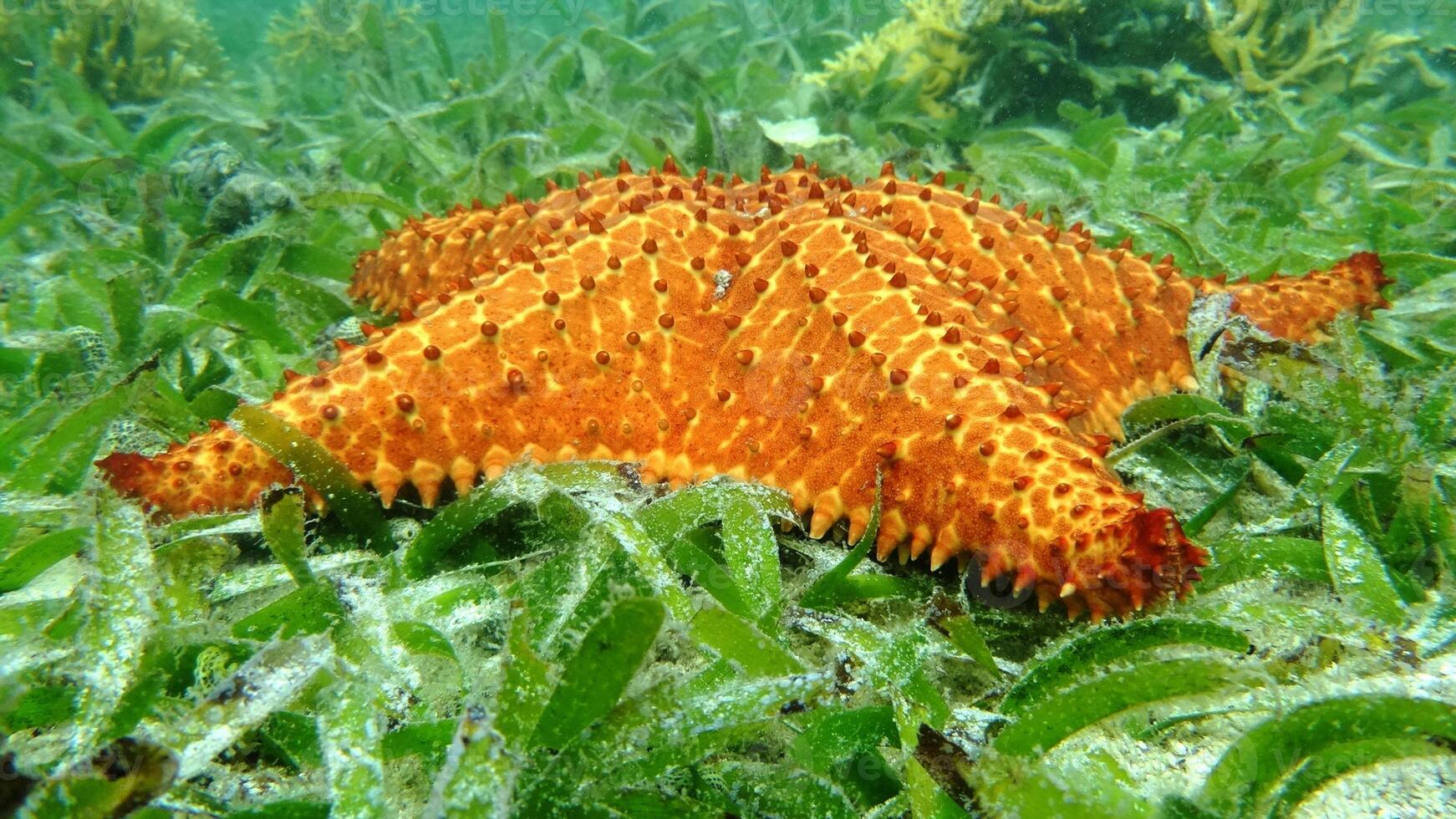 sea star or starfish Oreaster reticulatus on a sandy seabed photo