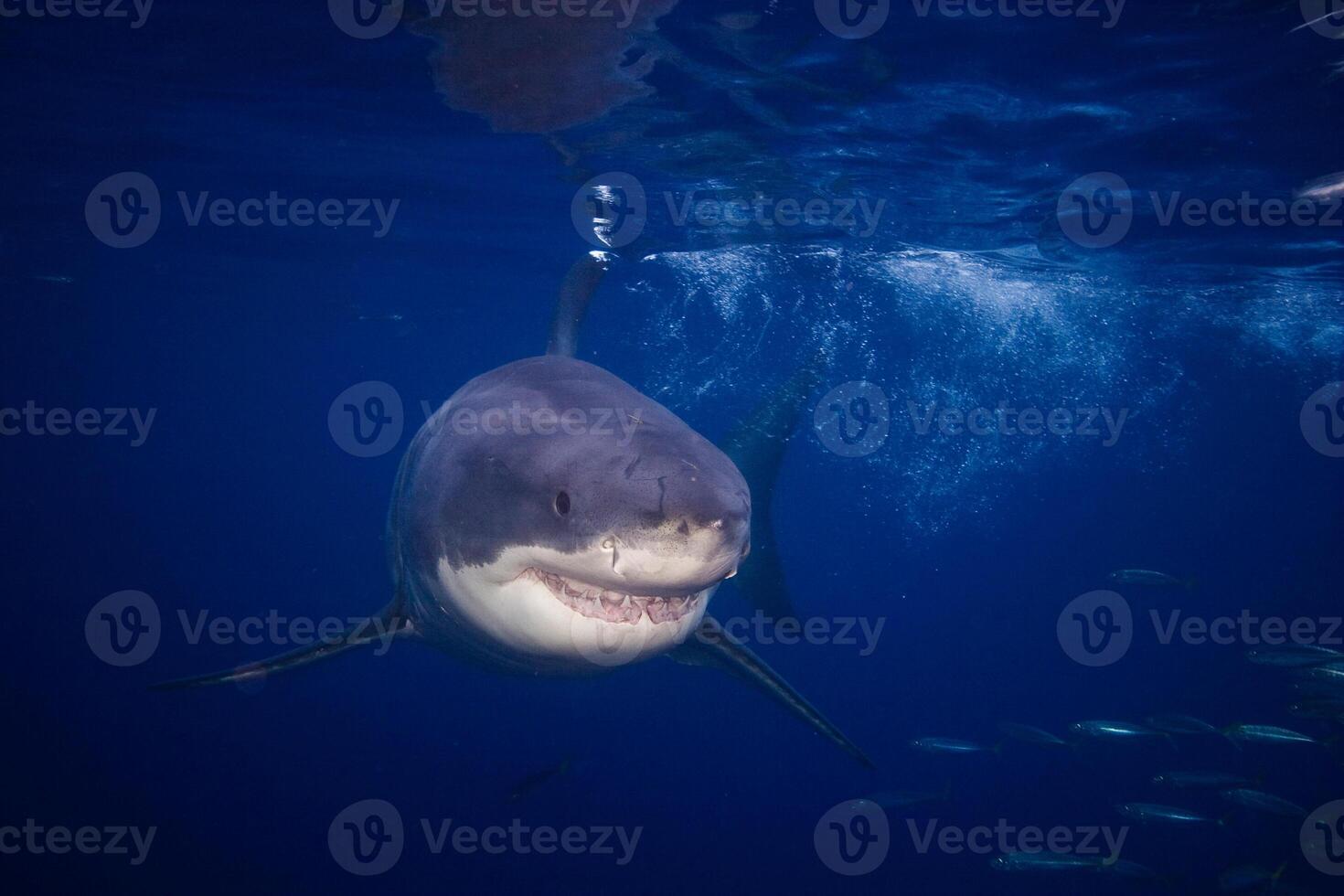 great white shark dangerous attacking risk concept, underwater creature photo