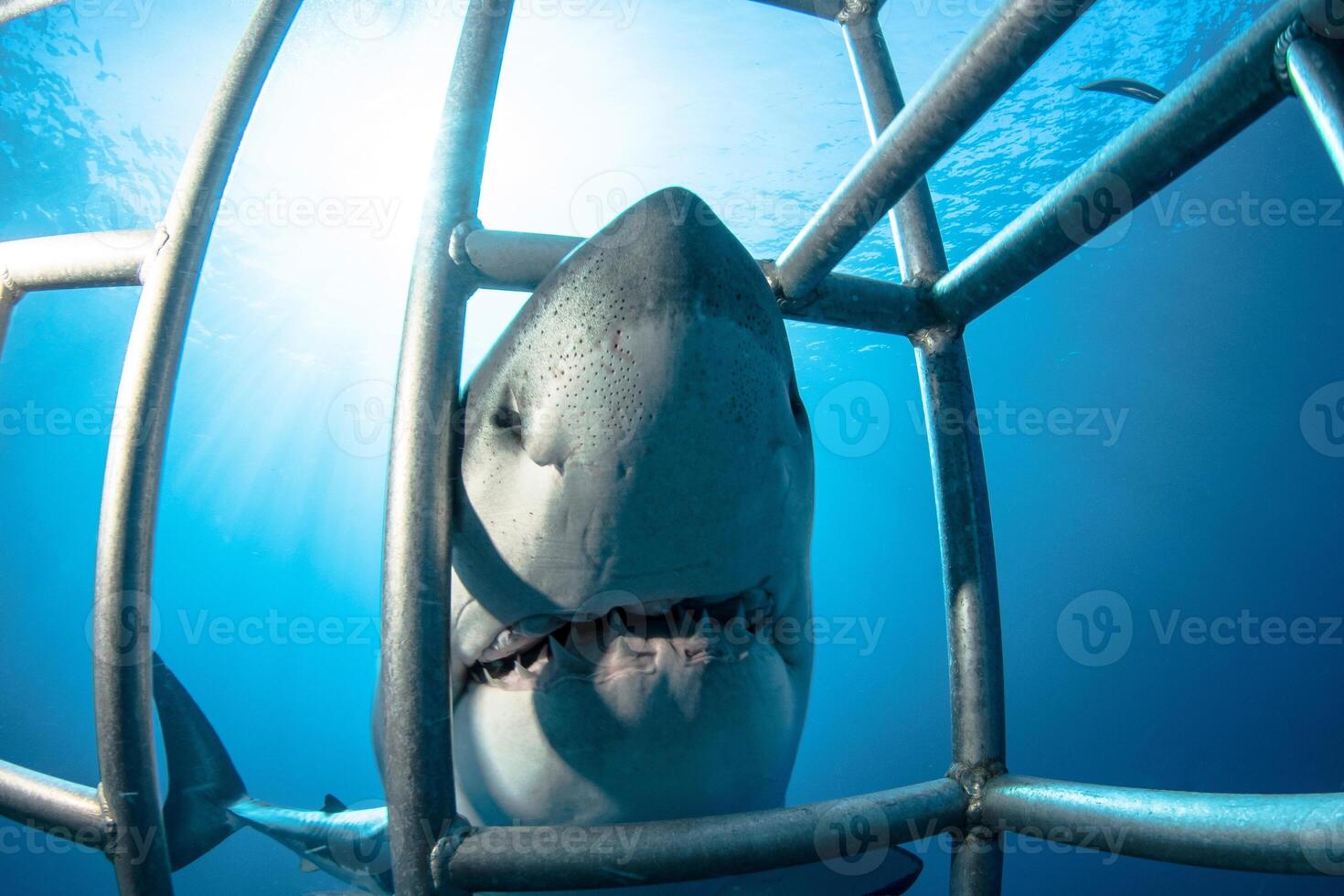 great white shark dangerous attacking risk concept, underwater creature photo