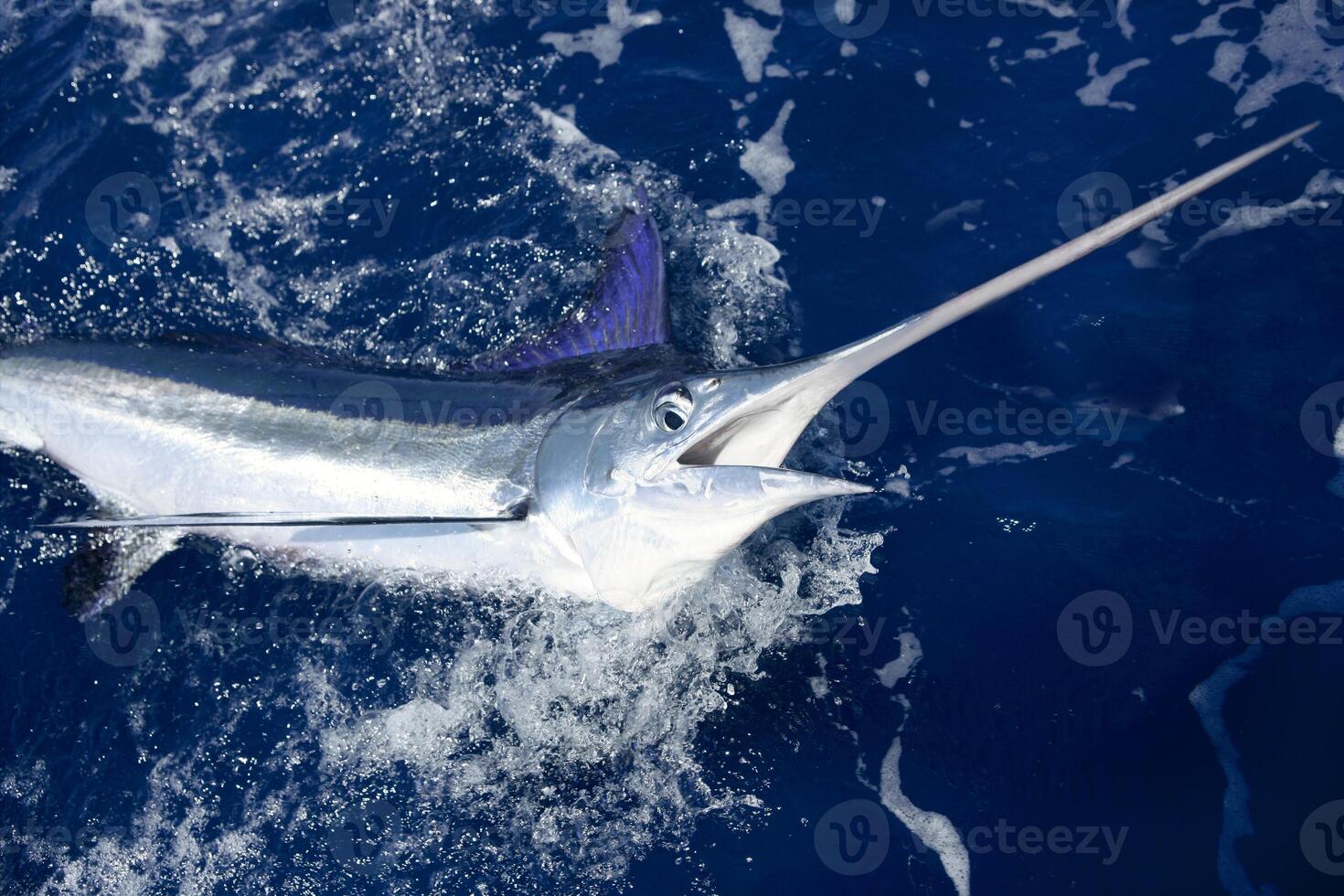 Black marlin sailfish, billfish or Swordfish Xiphias gladius. Ocean nature photography photo