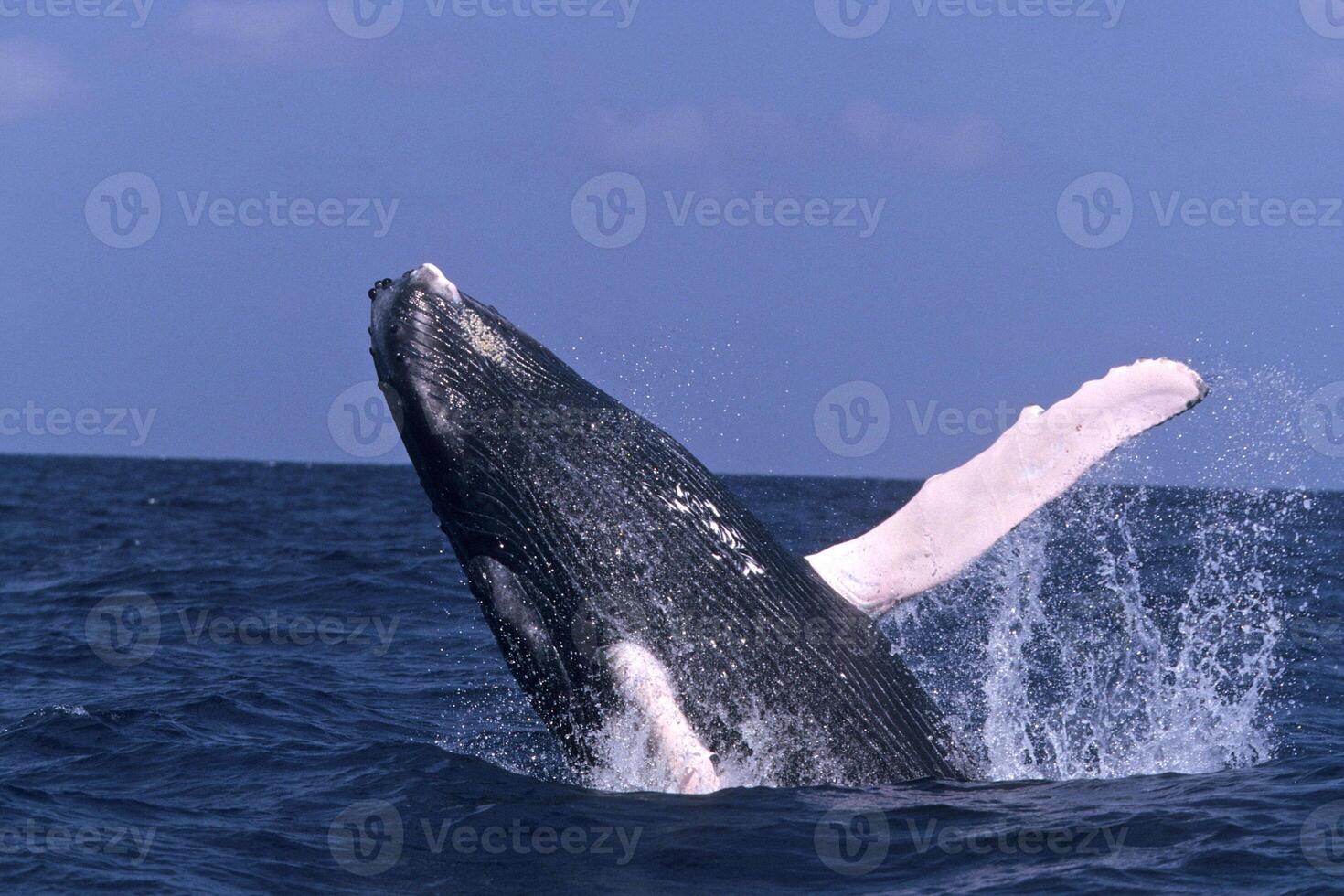 Blue Humpback Whale Giant Creature, illustrating freedom and majesty, concept of Natural wonder photo