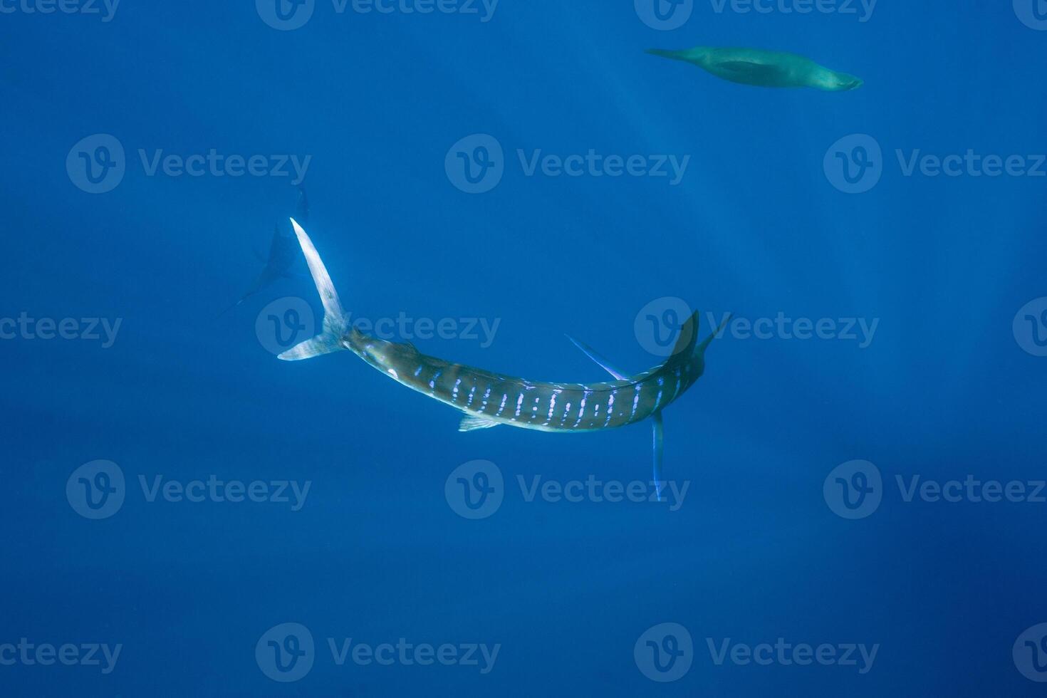 Black marlin sailfish, billfish or Swordfish Xiphias gladius. Ocean nature photography photo