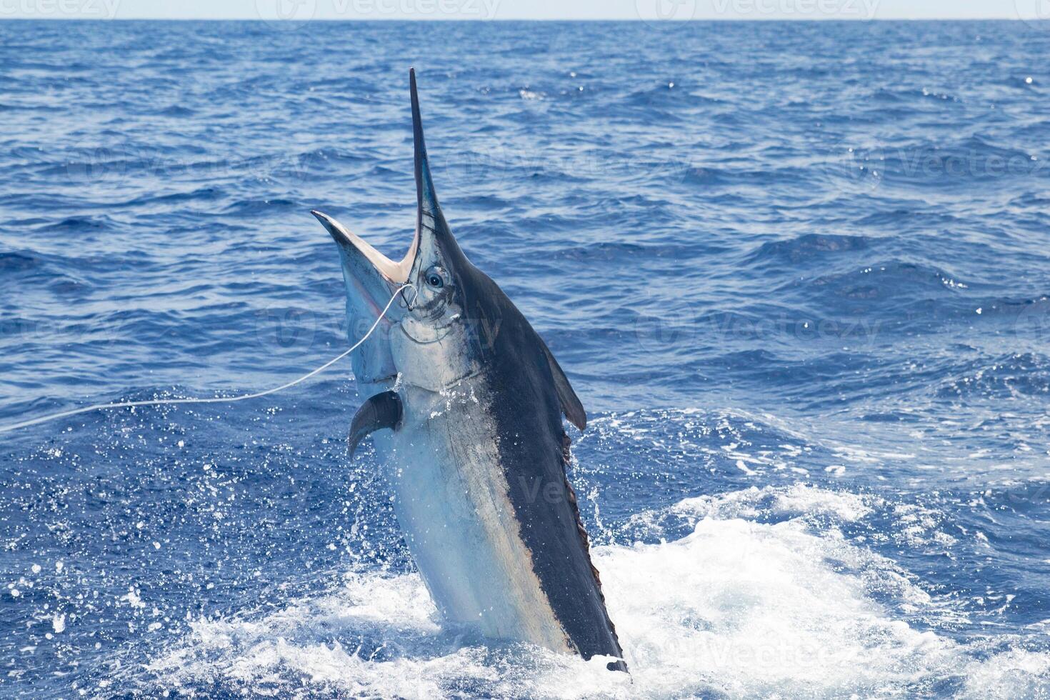 Black marlin sailfish, billfish or Swordfish Xiphias gladius. Ocean nature photography photo