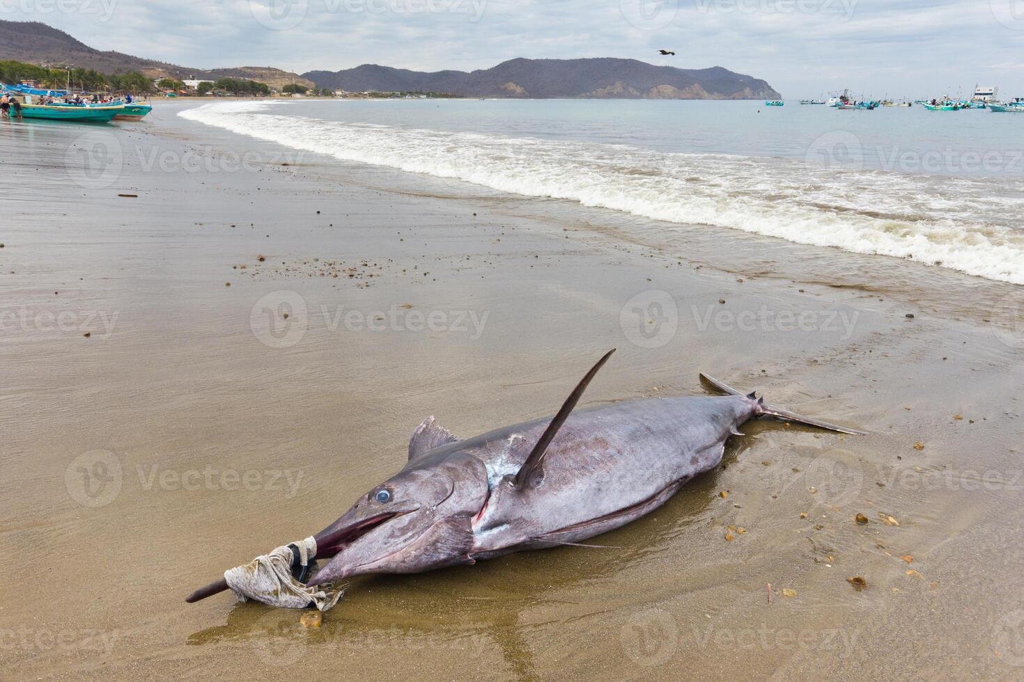 Dead Swordfish On Shore Beach. Black marlin sailfish, billfish or Swordfish Xiphias gladius. Ocean nature photography photo