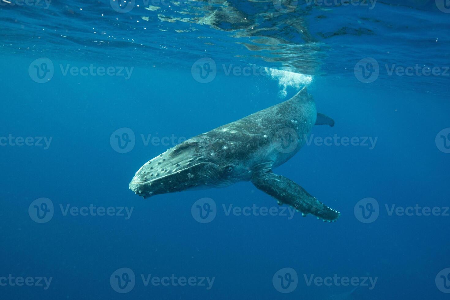 Blue Humpback Whale Giant Creature, illustrating freedom and majesty, concept of Natural wonder photo