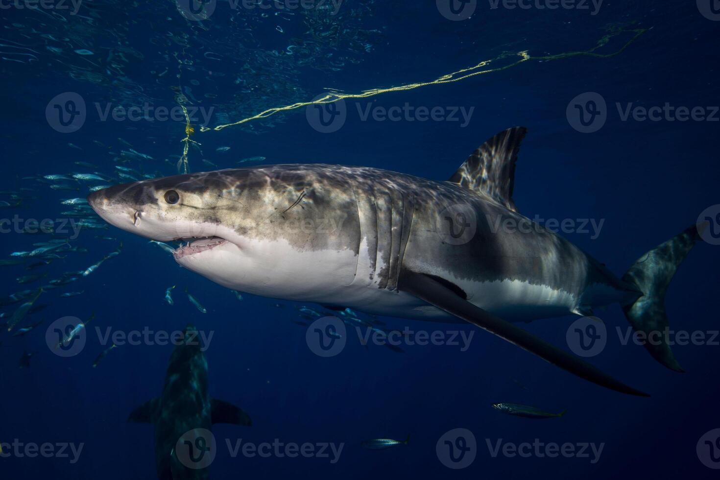 great white shark dangerous attacking risk concept, underwater creature photo