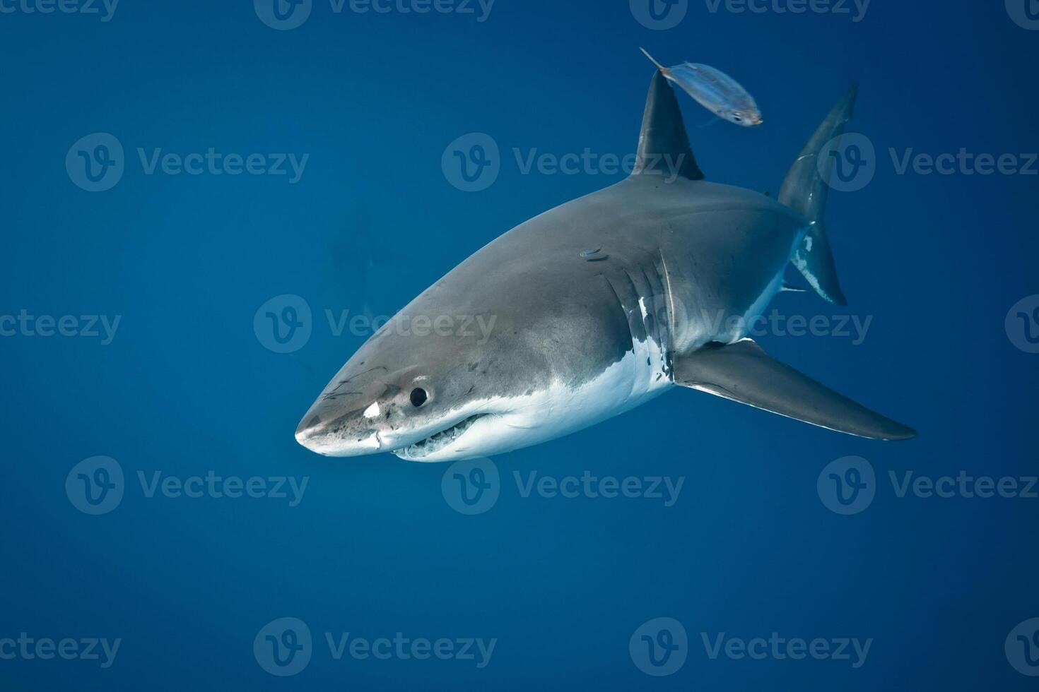 great white shark dangerous attacking risk concept, underwater creature photo