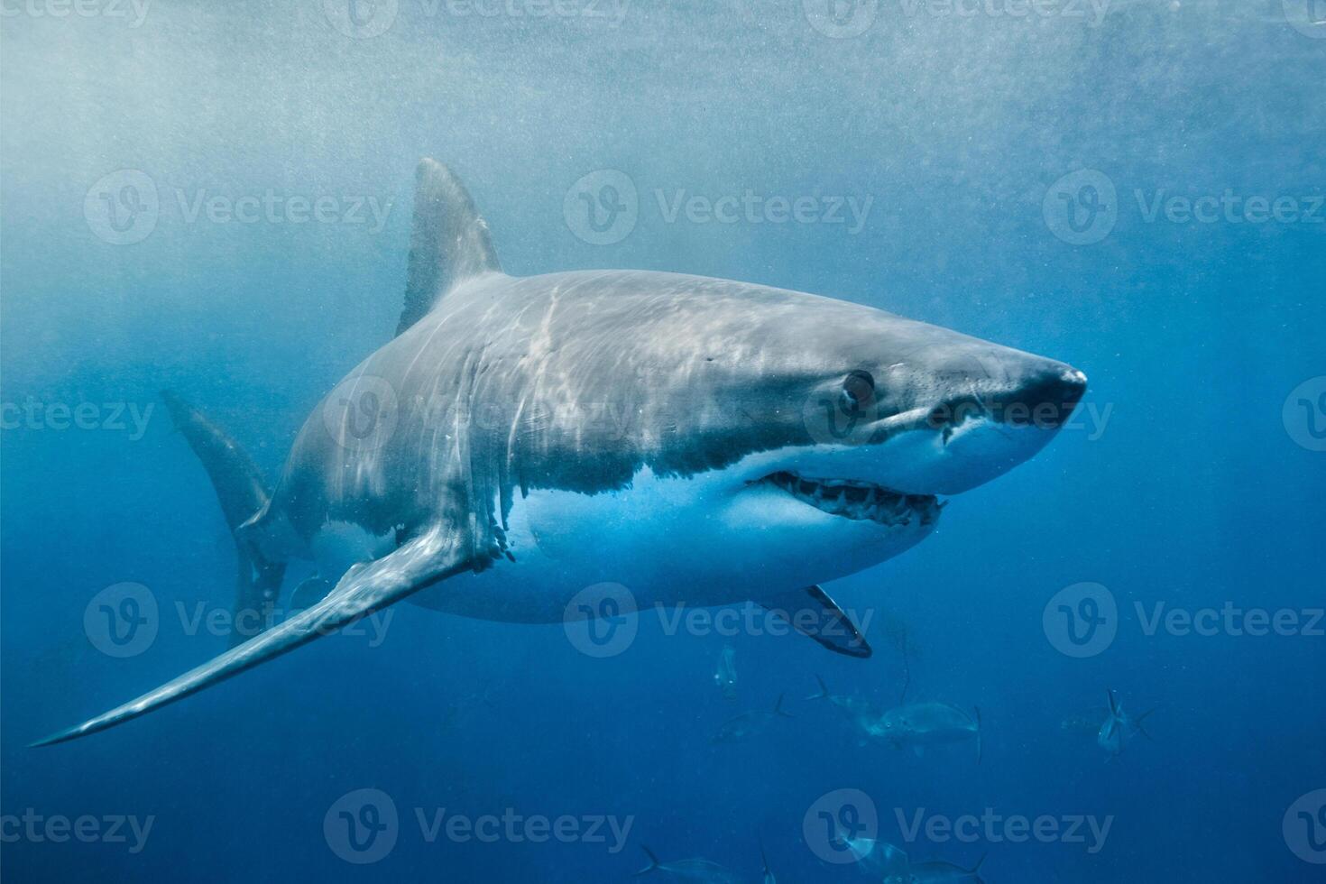 great white shark dangerous attacking risk concept, underwater creature photo
