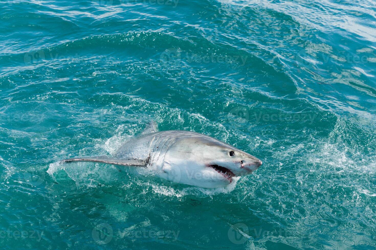 great white shark dangerous attacking risk concept, underwater creature photo