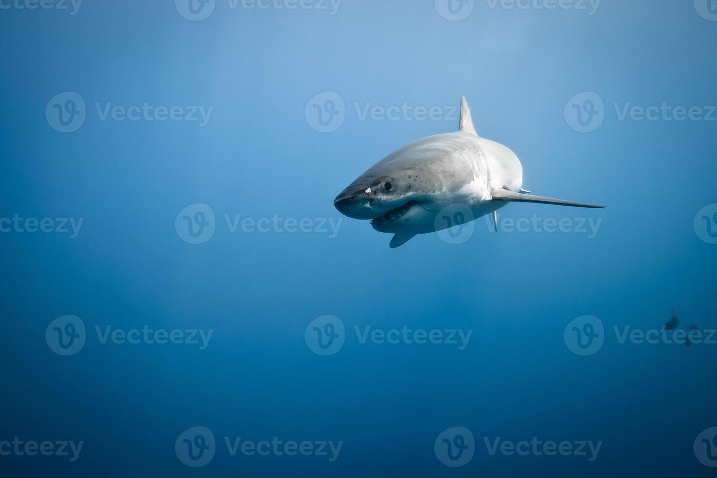 great white shark dangerous attacking risk concept, underwater creature photo