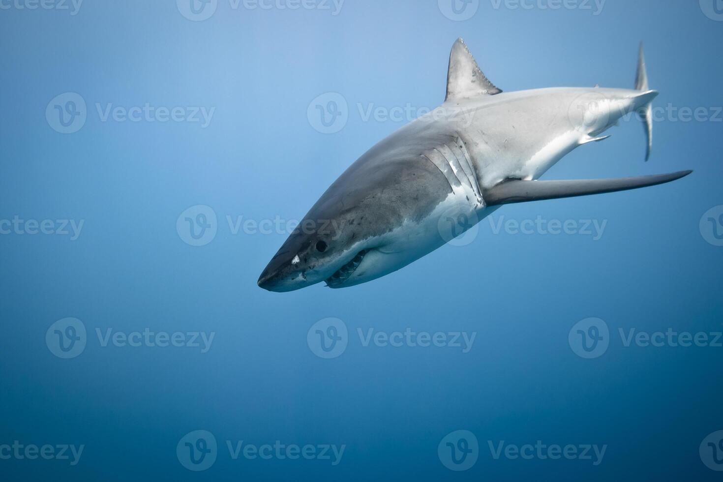 great white shark dangerous attacking risk concept, underwater creature photo