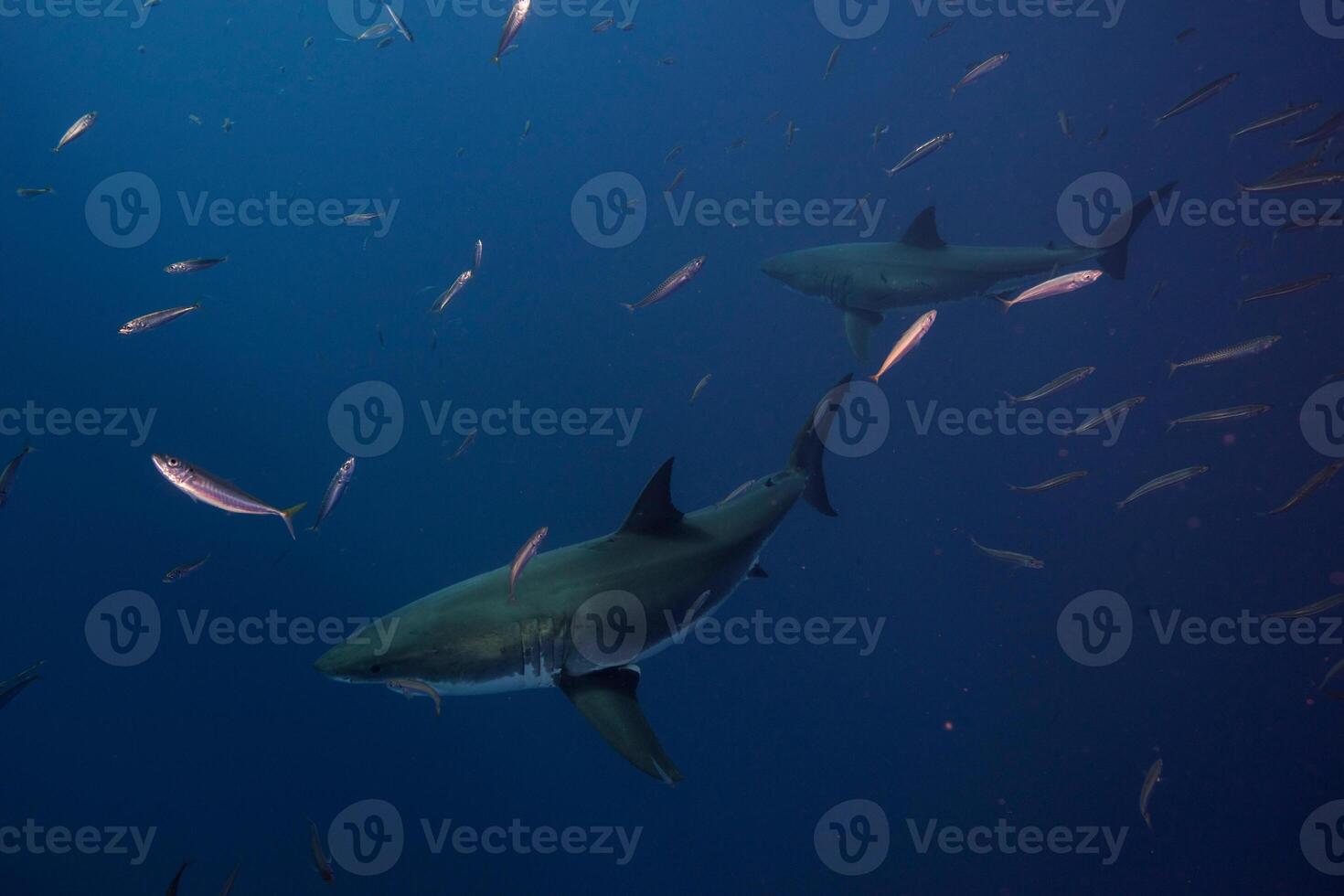 great white shark dangerous attacking risk concept, underwater creature photo