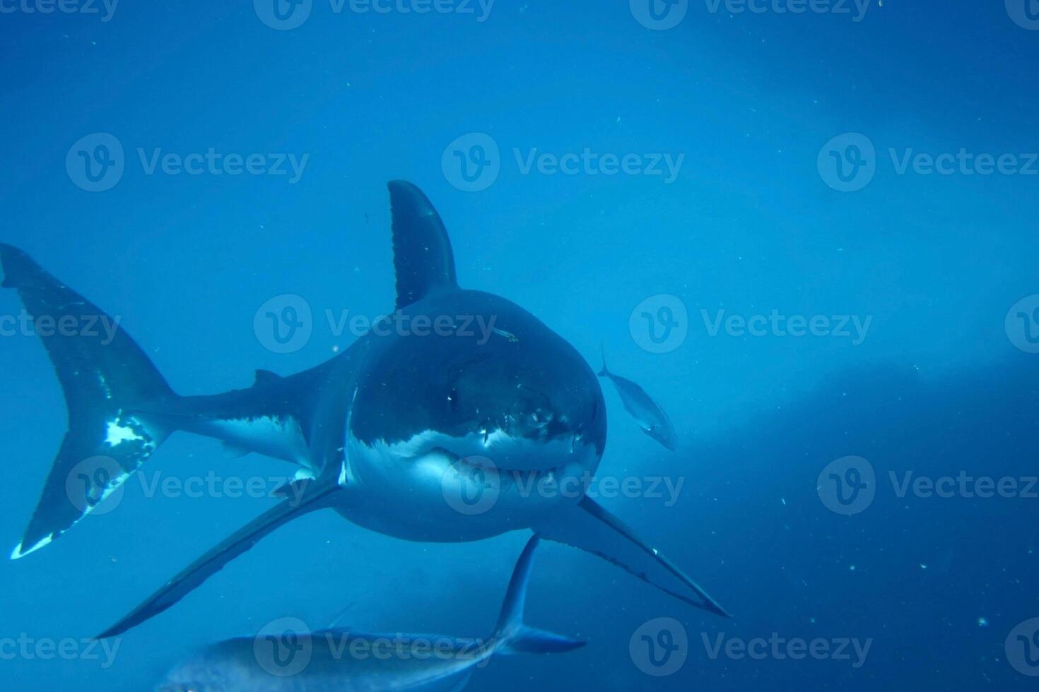 great white shark dangerous attacking risk concept, underwater creature photo