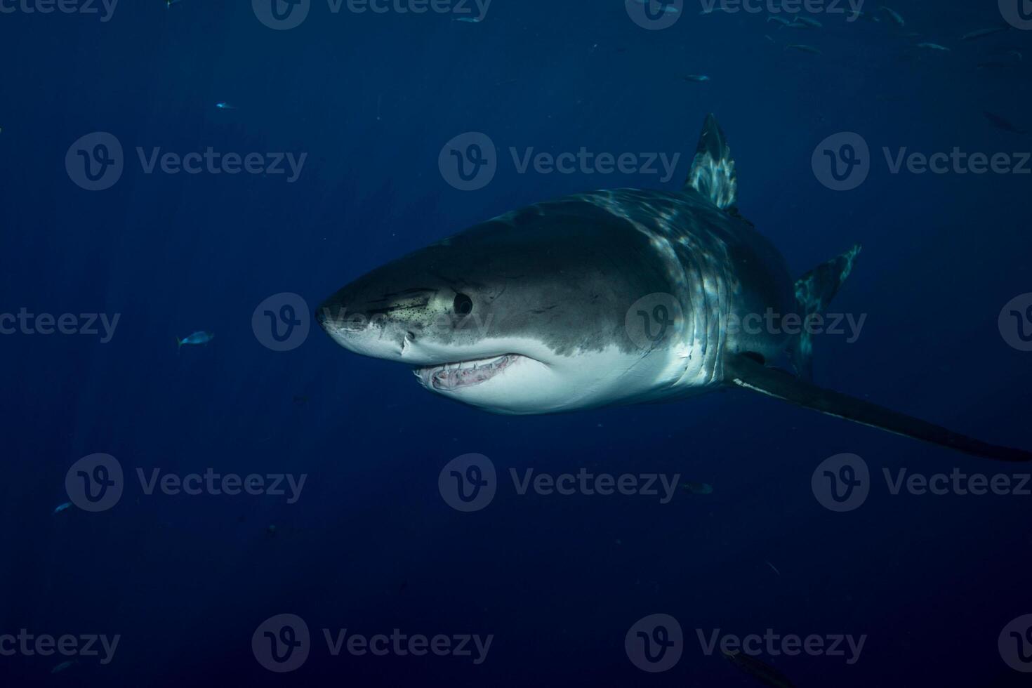 great white shark dangerous attacking risk concept, underwater creature photo