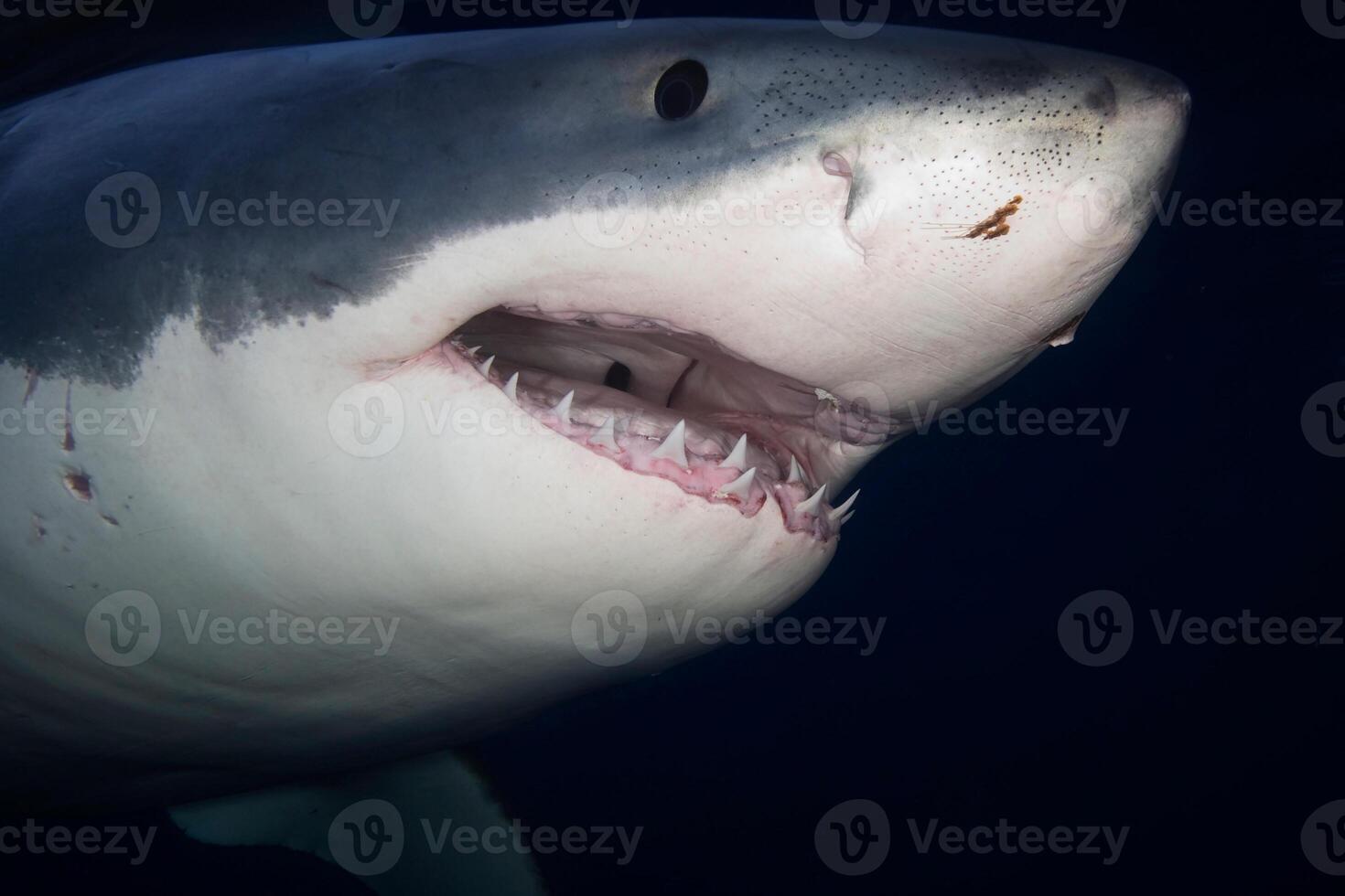 great white shark dangerous attacking risk concept, underwater creature photo