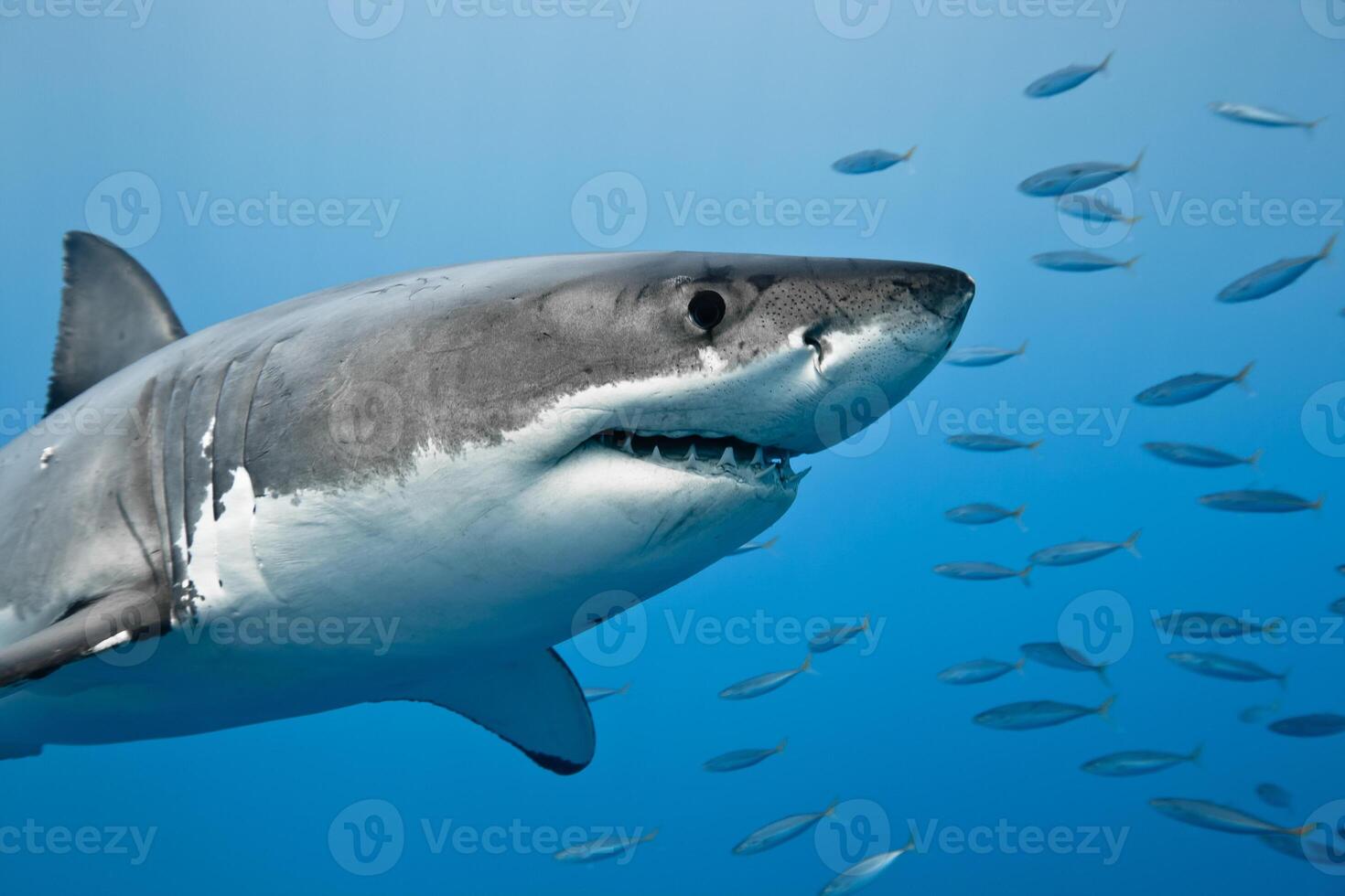great white shark dangerous attacking risk concept, underwater creature photo
