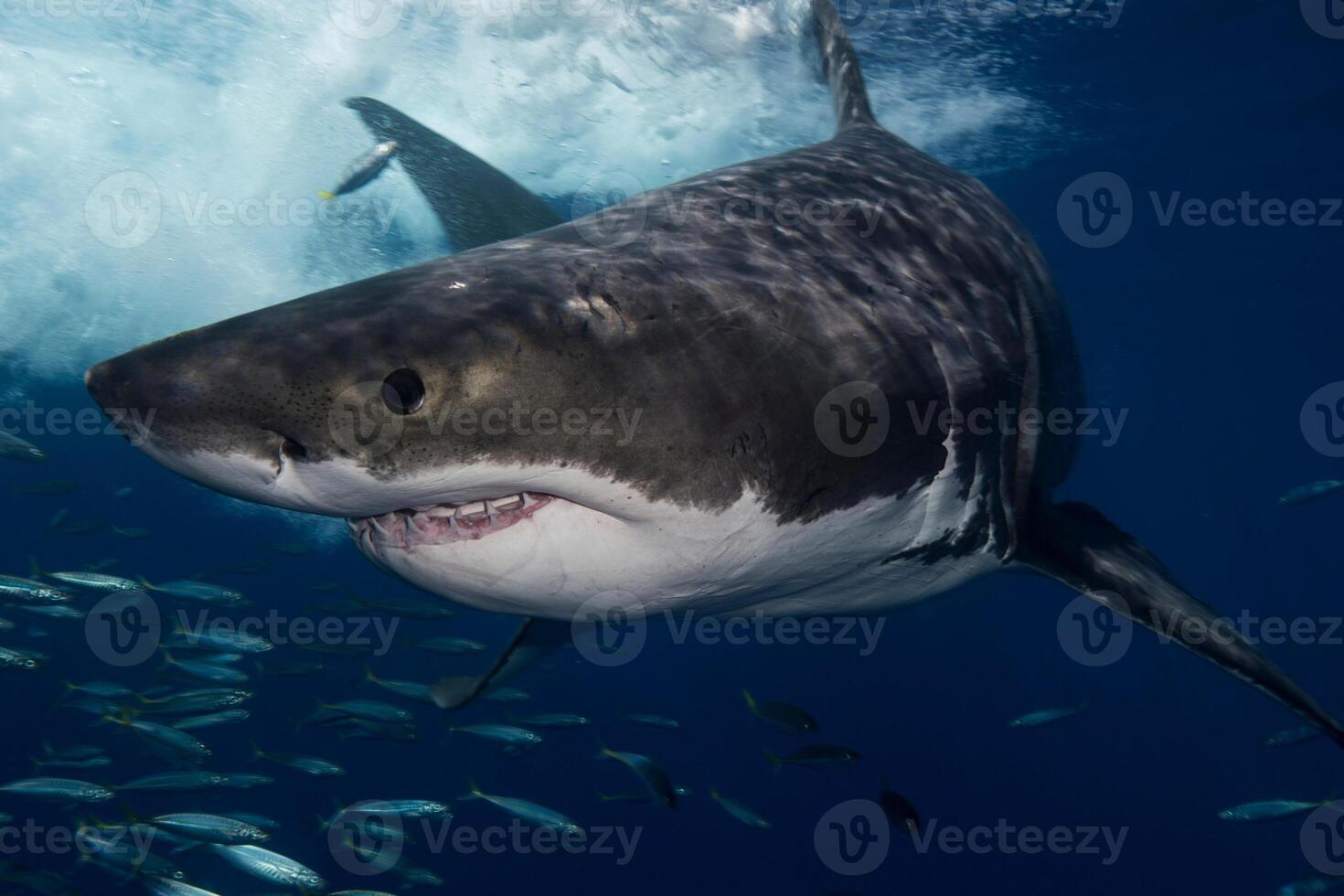 great white shark dangerous attacking risk concept, underwater creature photo