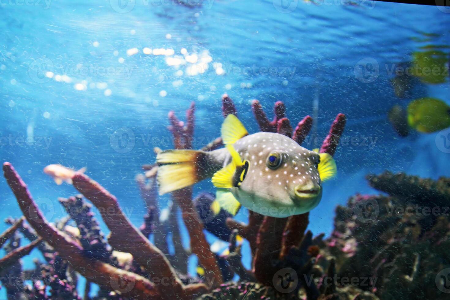 Inflated puffer fish, Porcupine fish like a balloon. Scared pufferfish closeup. Underwater photography photo
