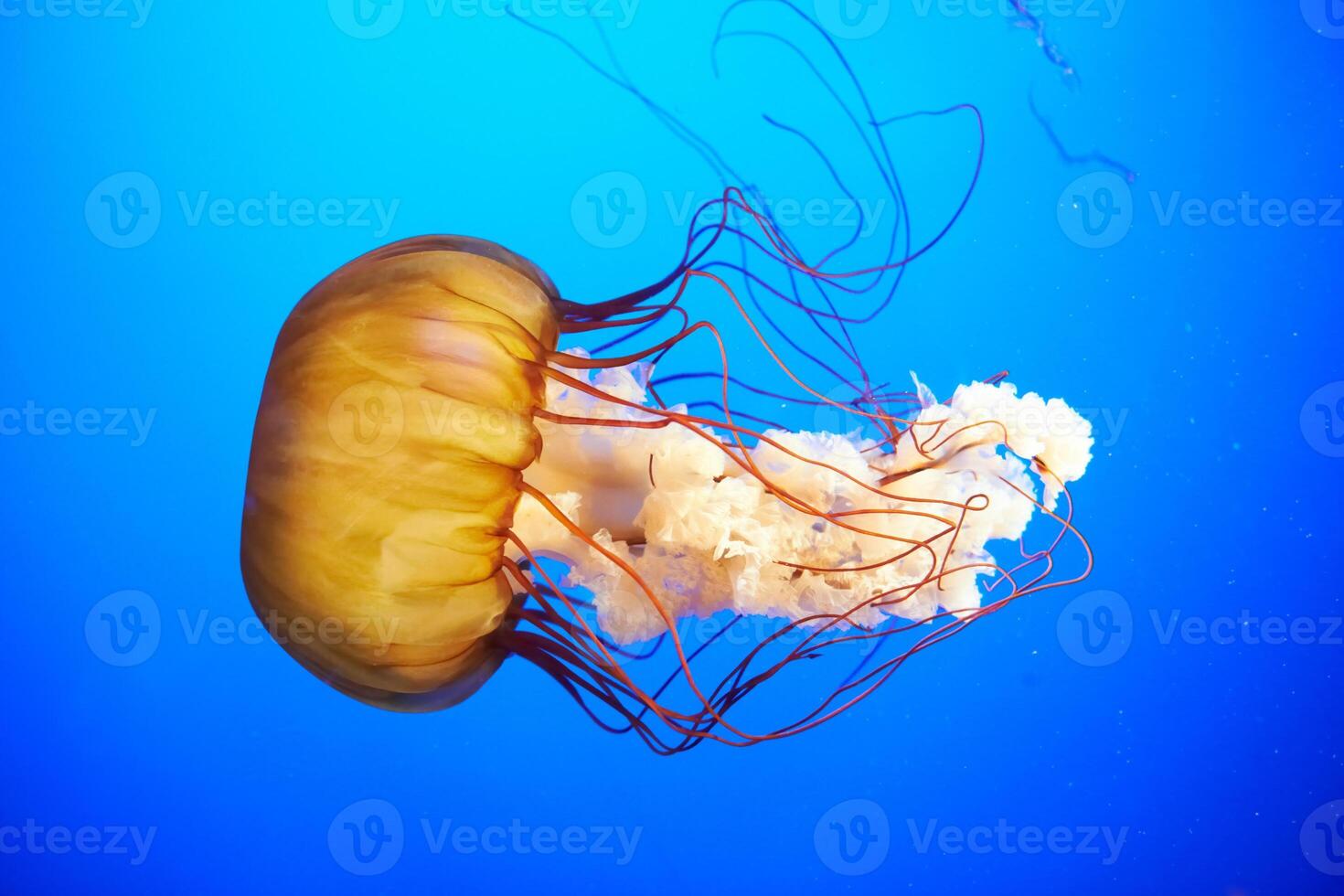 jellyfish with tentacles swimming in the water with a dark blue background, underwater creature photo