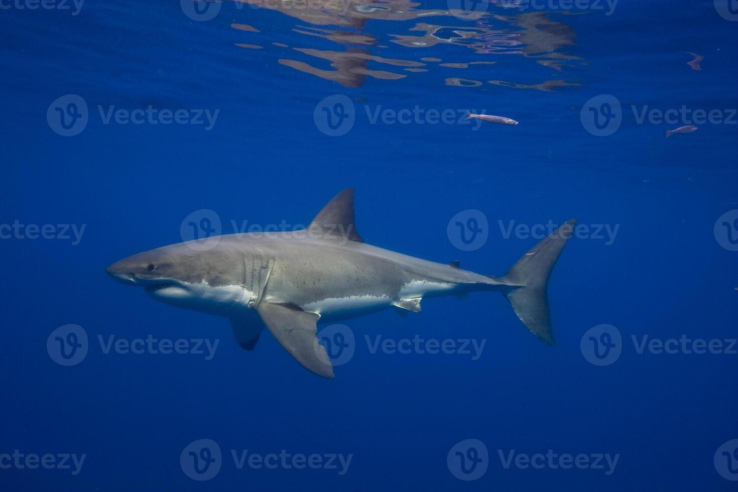 great white shark dangerous attacking risk concept, underwater creature photo
