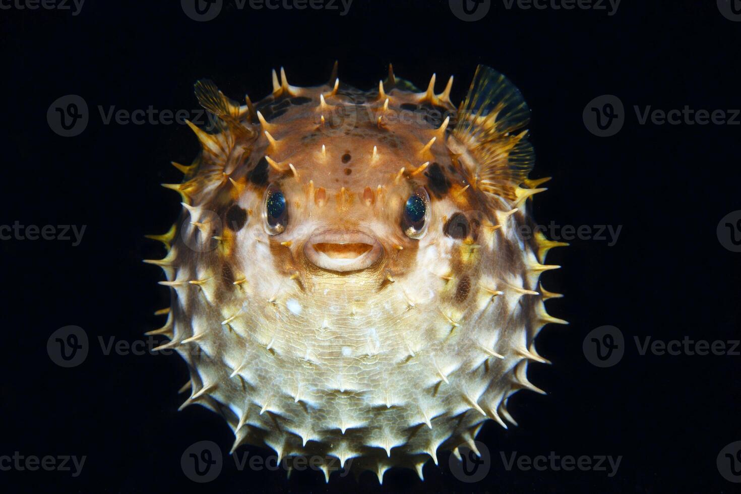 Inflated puffer fish, Porcupine fish like a balloon. Scared pufferfish closeup. Underwater photography photo