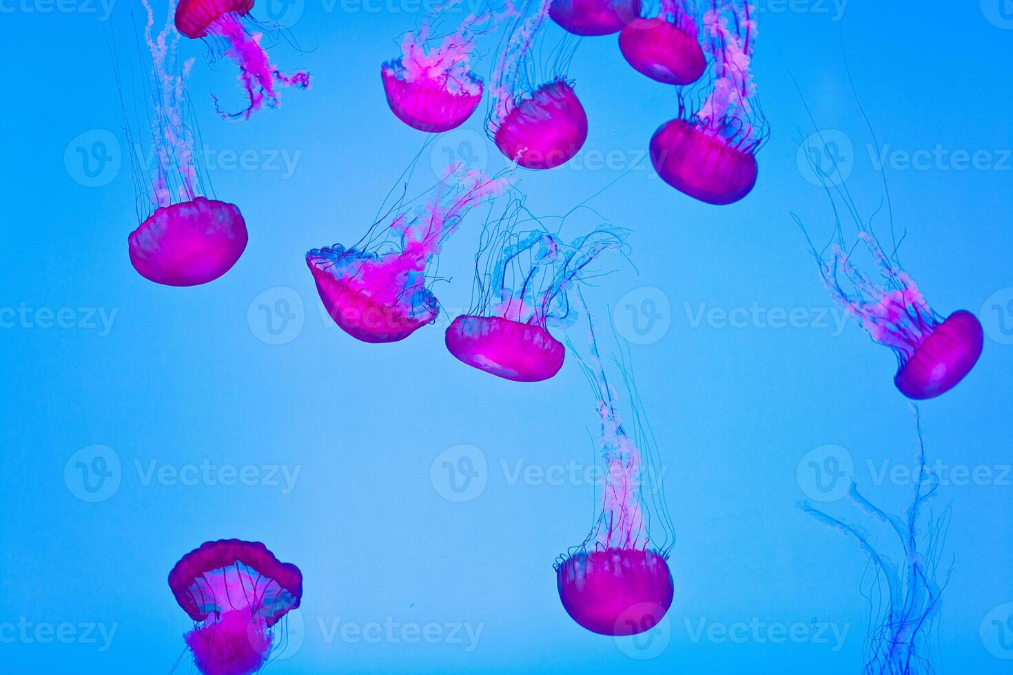 jellyfish with tentacles swimming in the water with a dark blue background, underwater creature photo