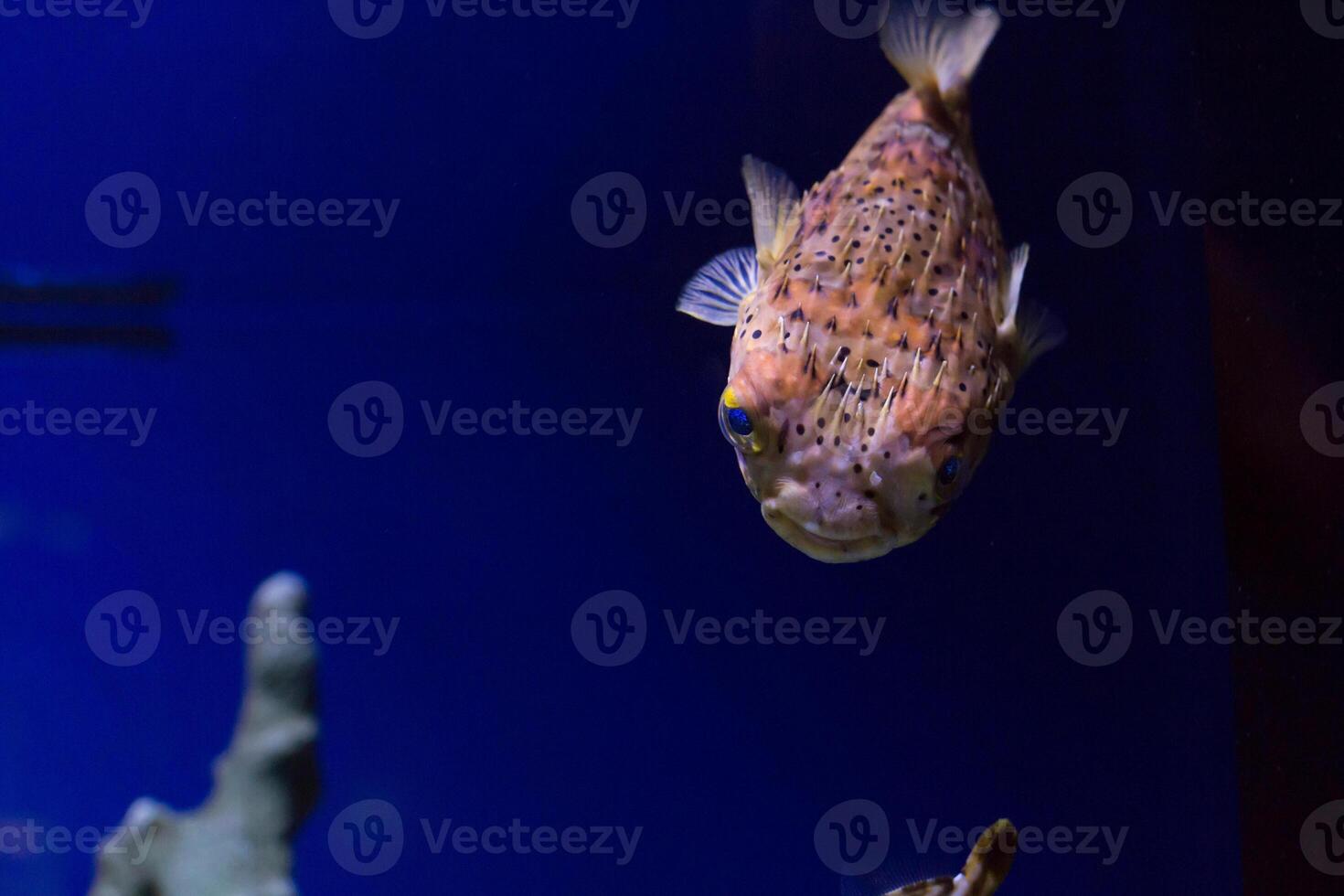 Inflated puffer fish, Porcupine fish like a balloon. Scared pufferfish closeup. Underwater photography photo