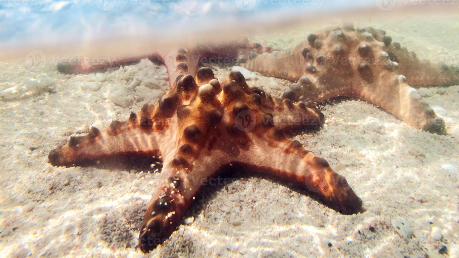 sea star or starfish Oreaster reticulatus on a sandy seabed photo
