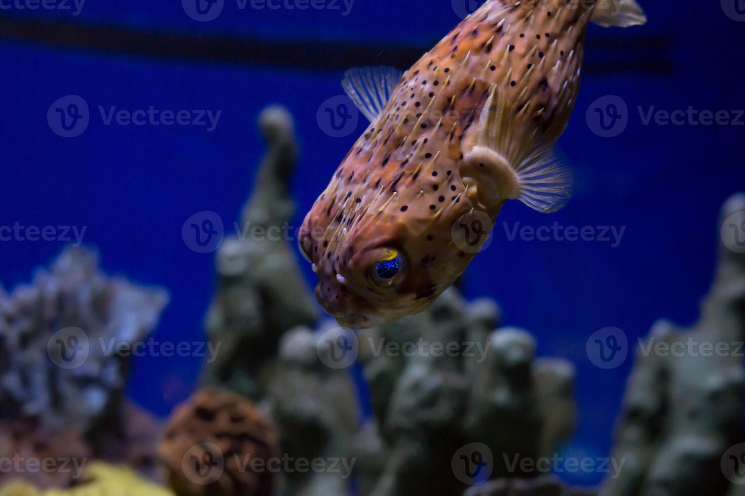 Inflated puffer fish, Porcupine fish like a balloon. Scared pufferfish closeup. Underwater photography photo