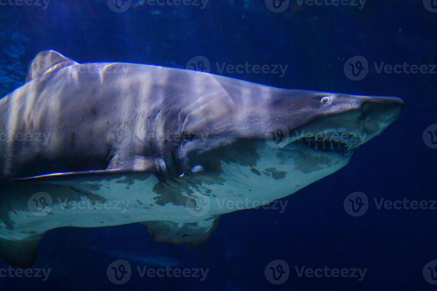 great white shark dangerous attacking risk concept, underwater creature photo