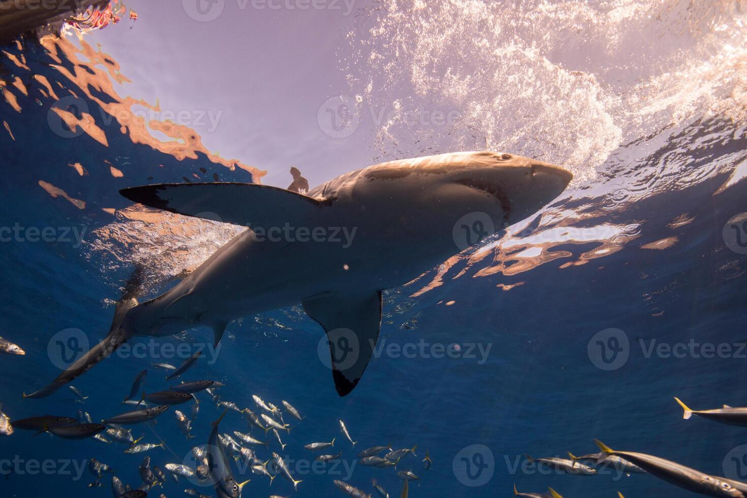 great white shark dangerous attacking risk concept, underwater creature photo