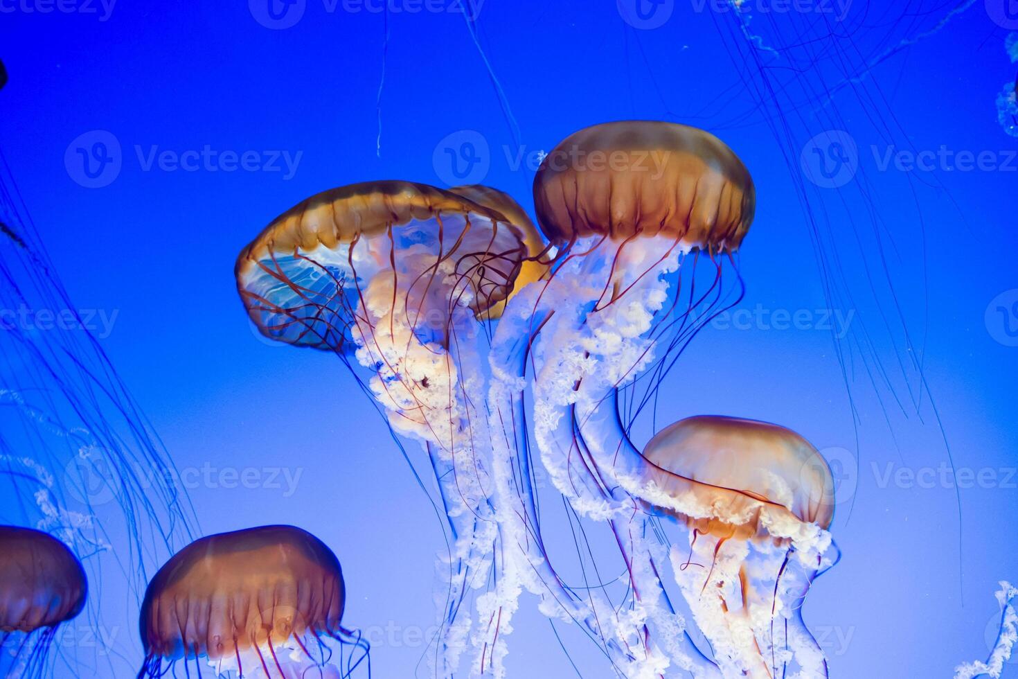 jellyfish with tentacles swimming in the water with a dark blue background, underwater creature photo