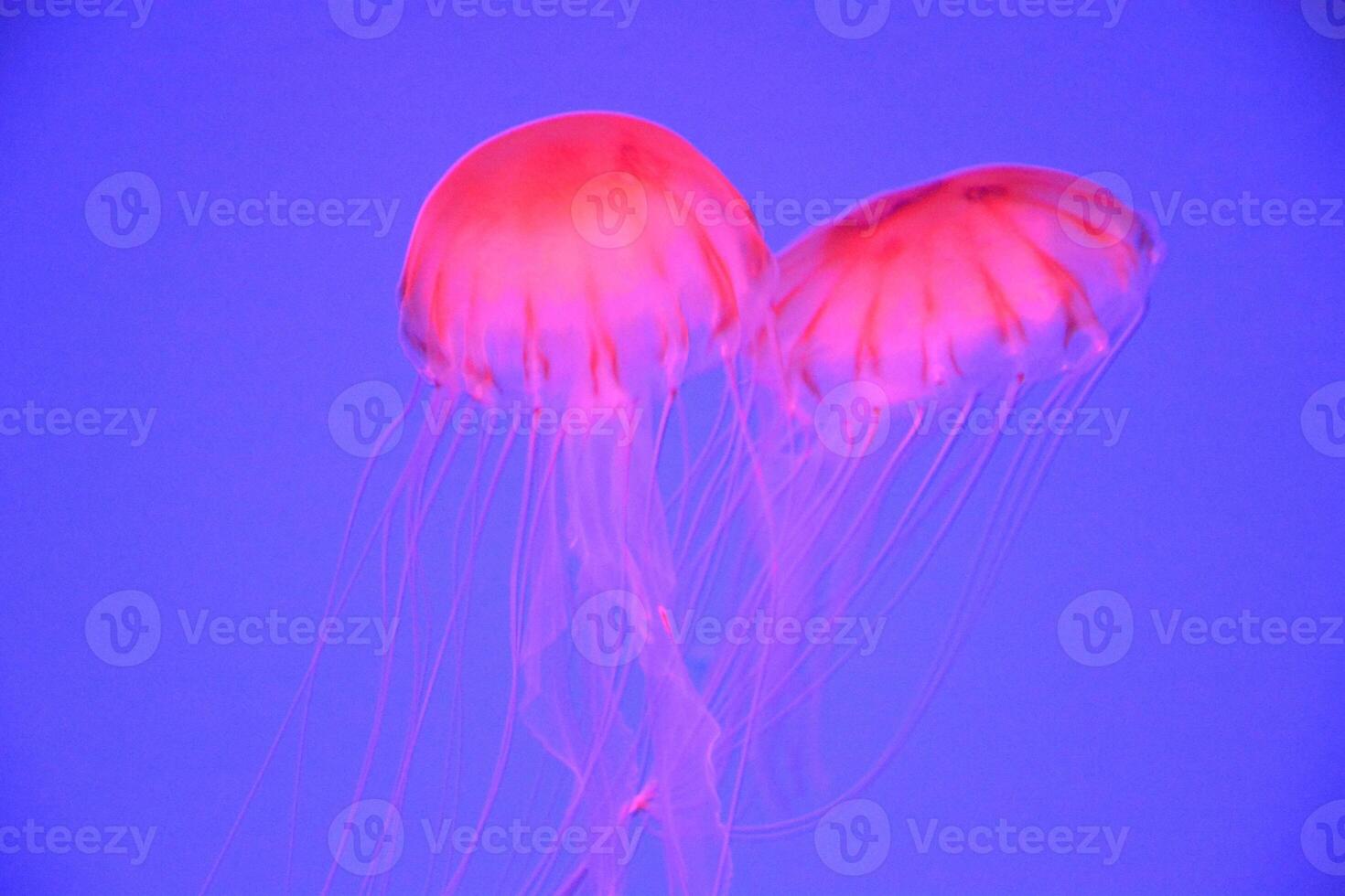 jellyfish with tentacles swimming in the water with a dark blue background, underwater creature photo