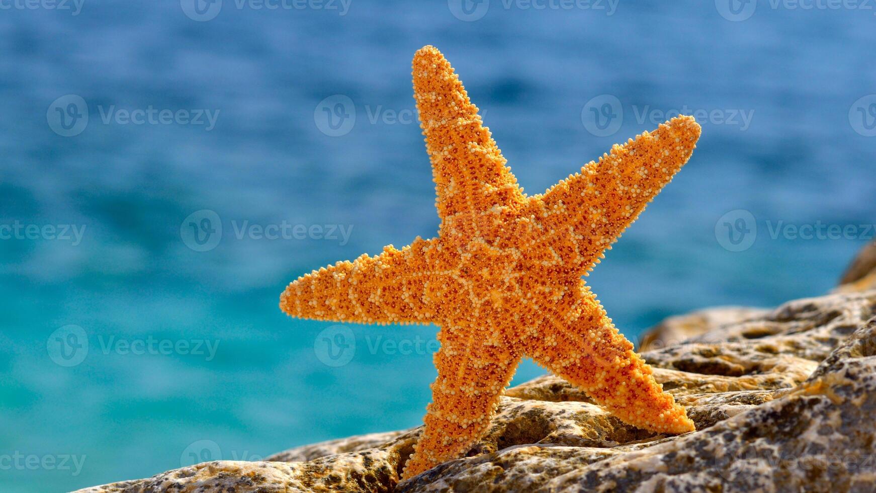 sea star or starfish Oreaster reticulatus on a sandy seabed photo
