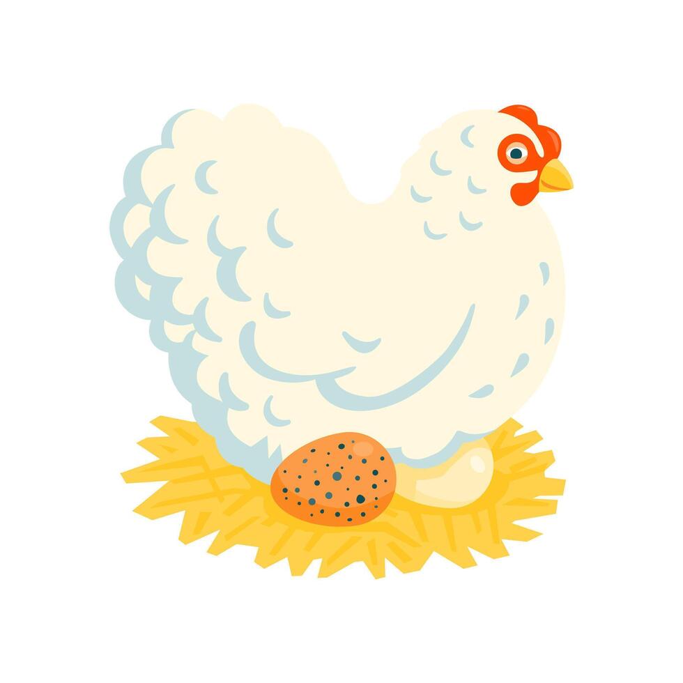 White fluffy broody chicken HEN on a nest illustration cartoon style vector