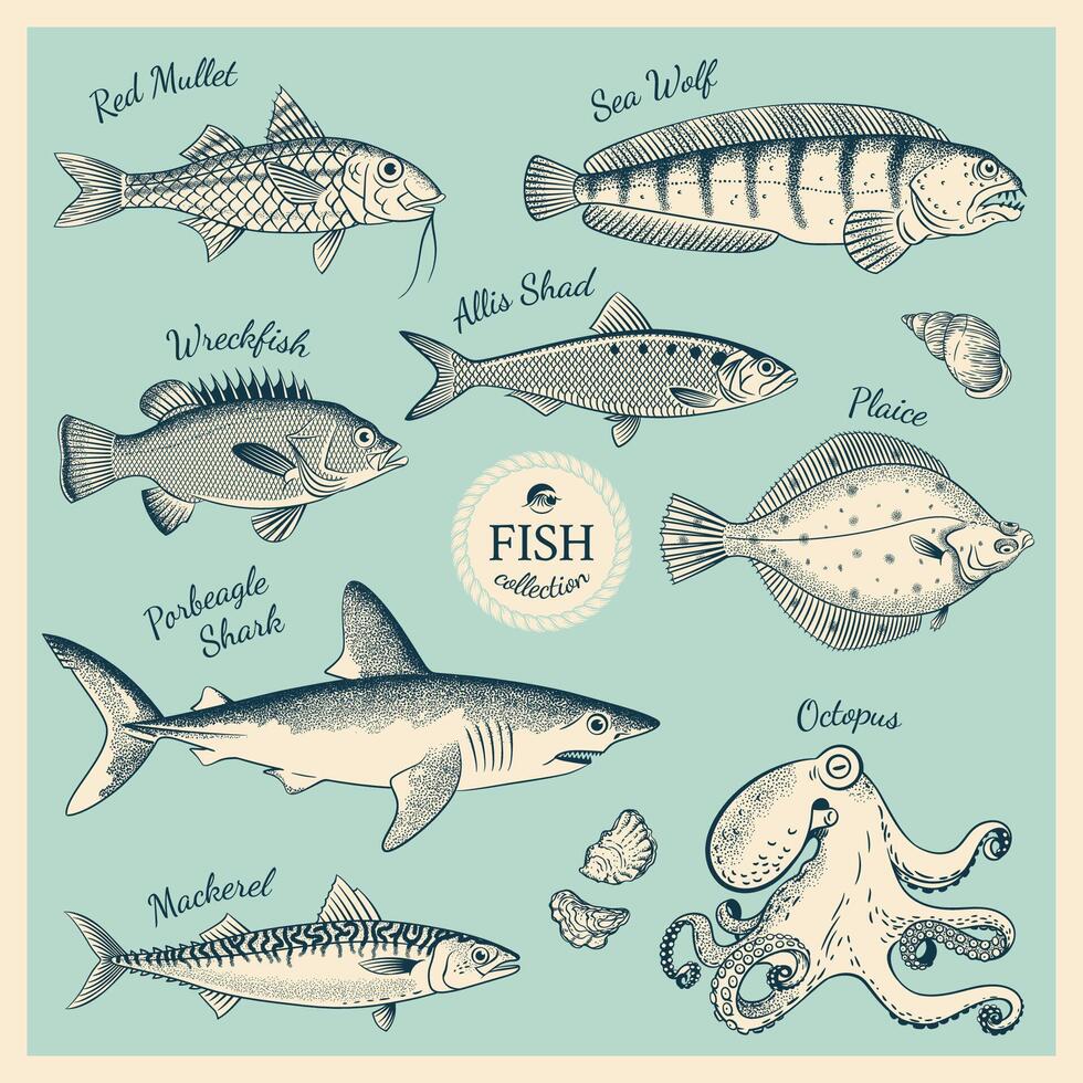 Vintage fish illustration set vector