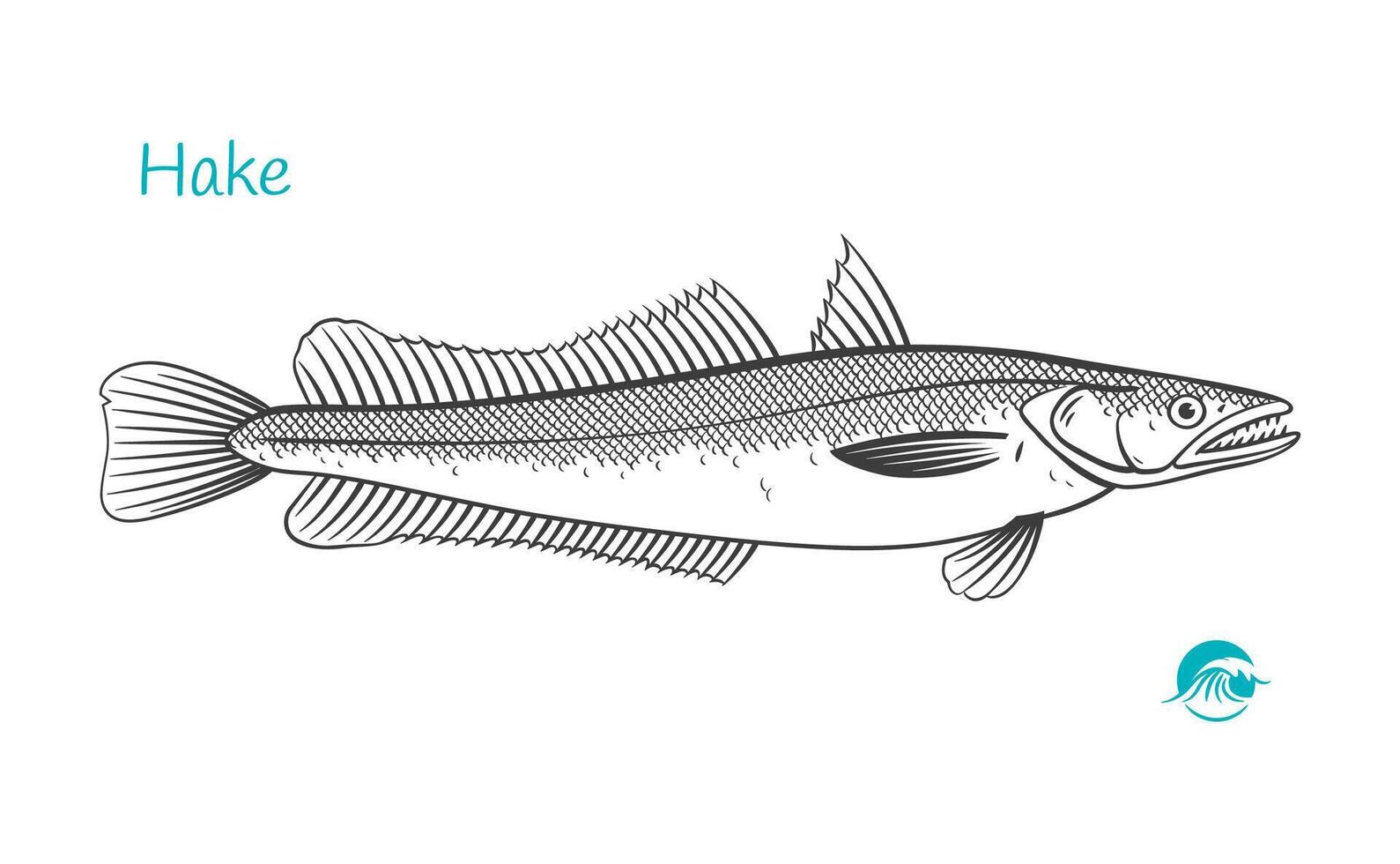 Hake Detailed Hand Drawn Black And White Illustration vector