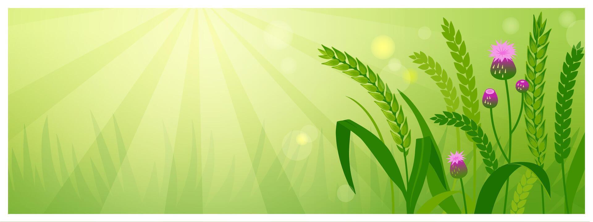 Summer Field Background vector