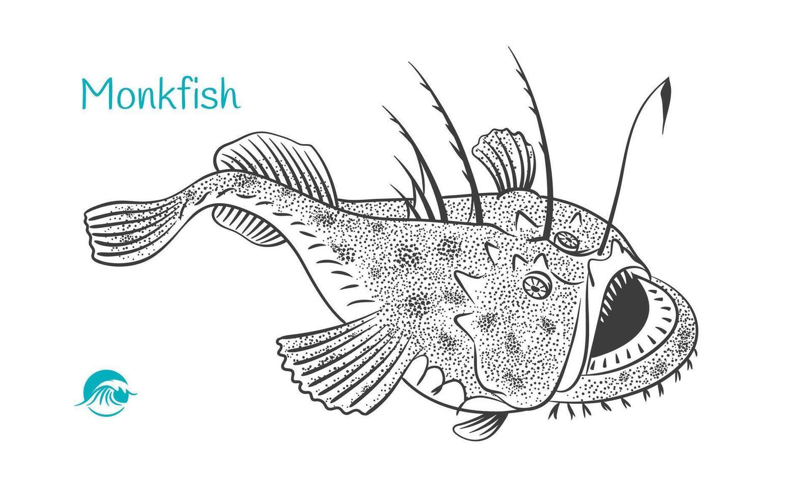 Detailed hand drawn black and white illustration of Monkfish vector