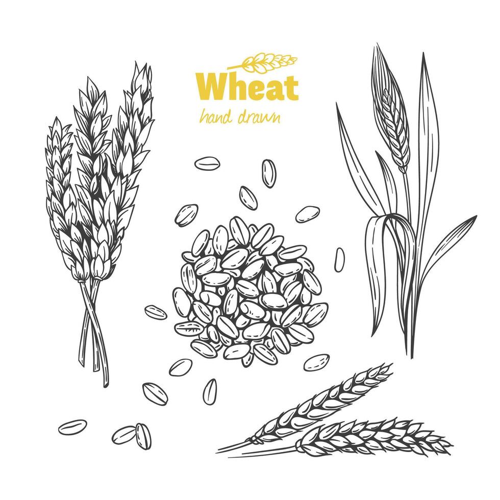 Detailed hand drawn black and white illustration of wheat seeds, sheaf, ears and straw vector