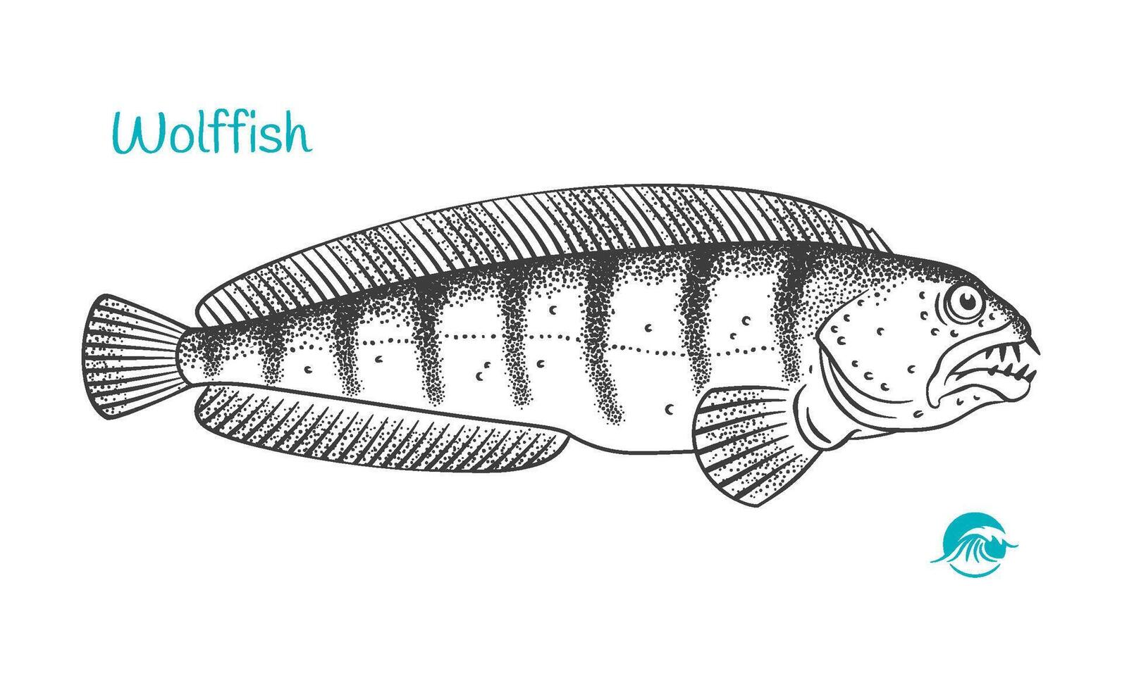 Wolffish hand-drawn illustration vector