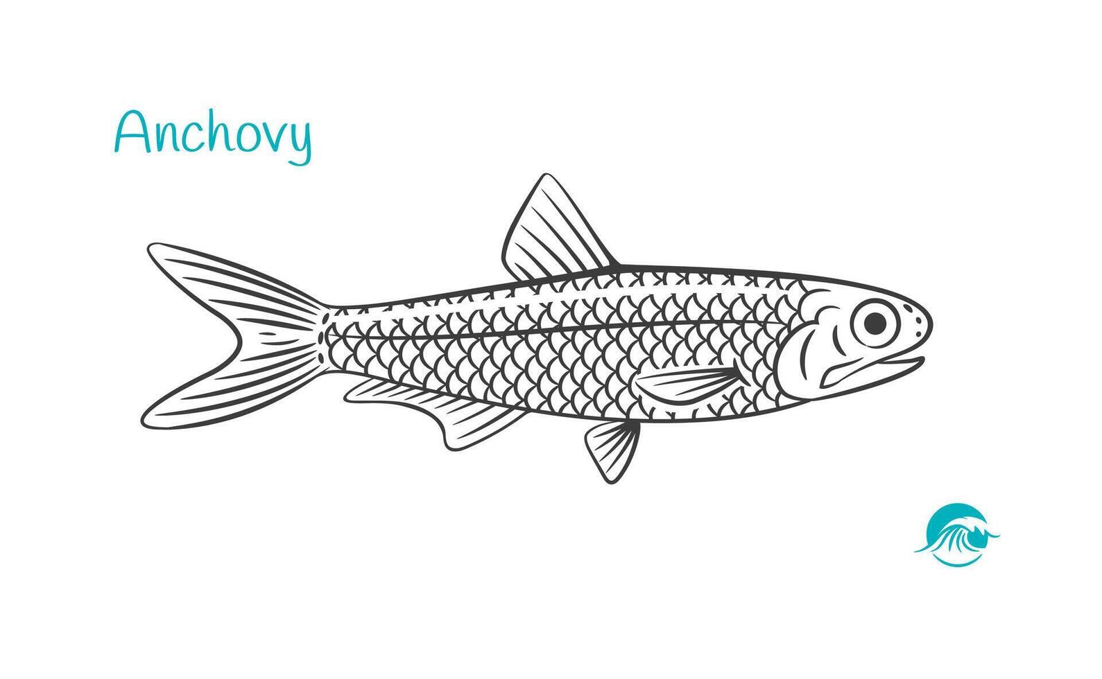 Anchovy Fish Detailed hand drawn black and white illustration vector