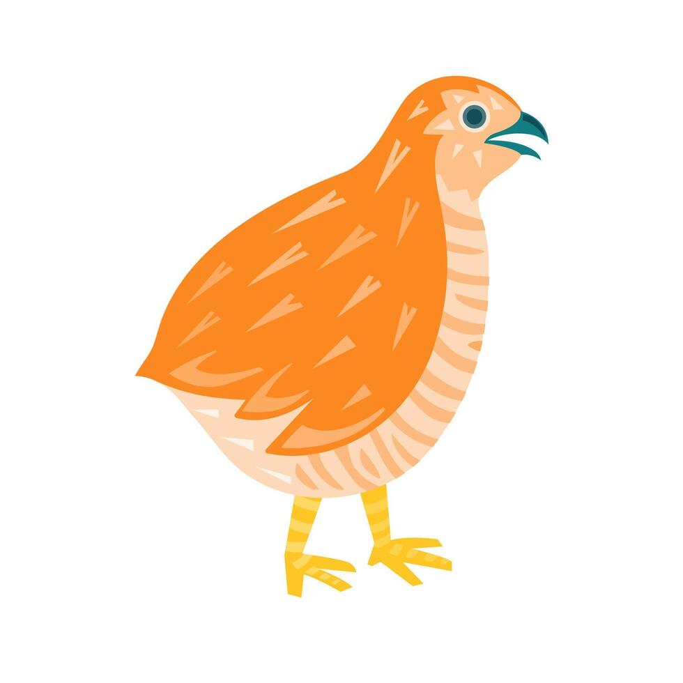 Quail isolated funny illustration cartoon style vector