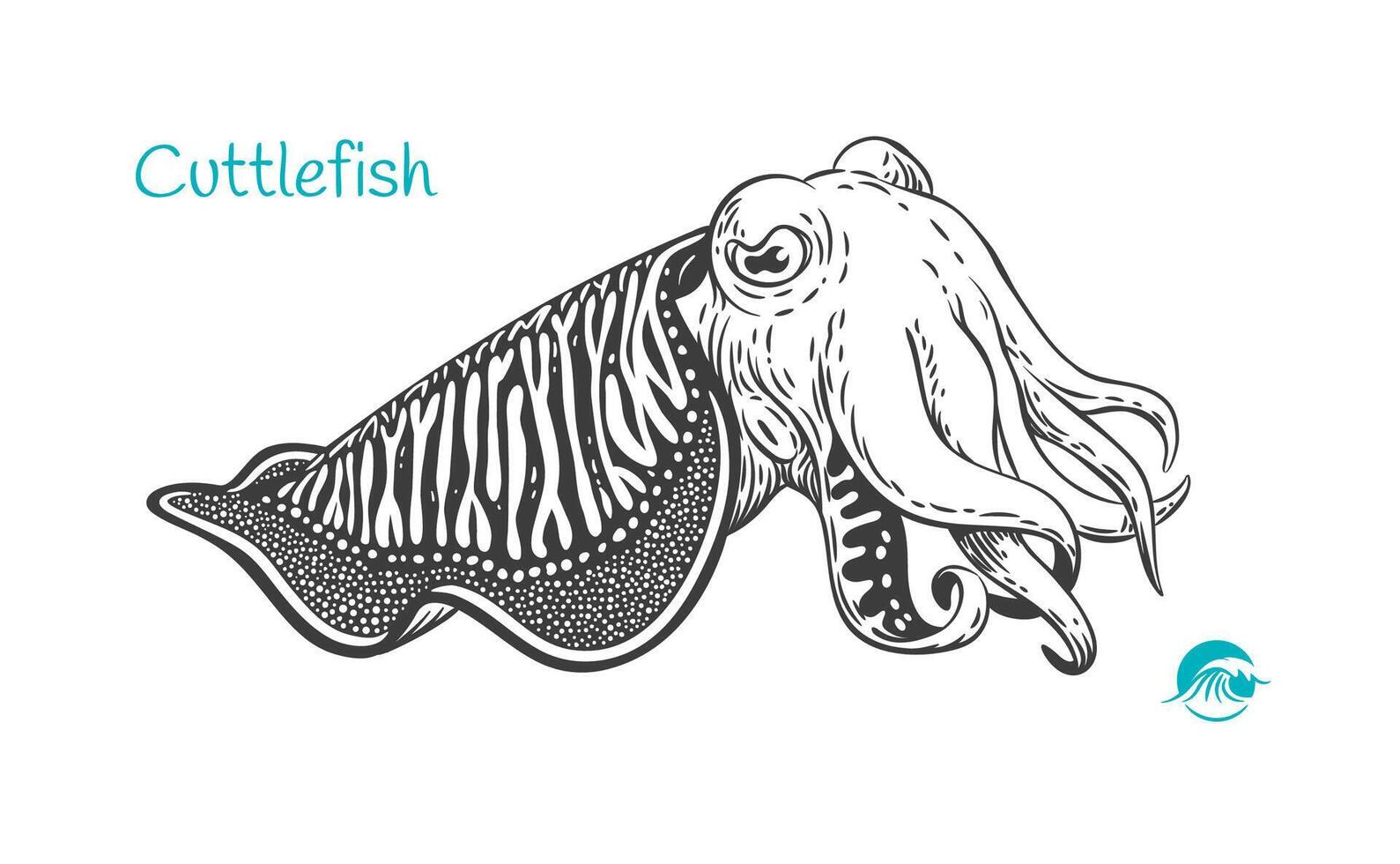 Cuttlefish Detailed hand drawn black and white illustration vector