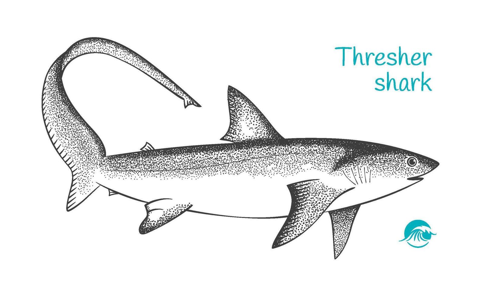 Thresher shark hand-drawn illustration vector
